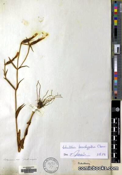 Schultesia brachyptera Cham.