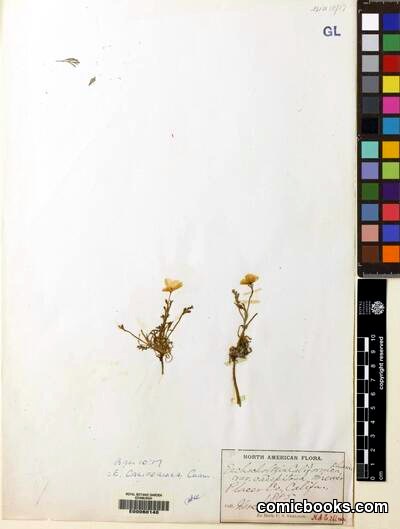 Eschscholzia californica Cham. (California Poppy, Herbarium Specimen)