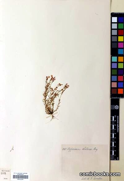 Hypericum caespitosum Cham. & Schltdl.
