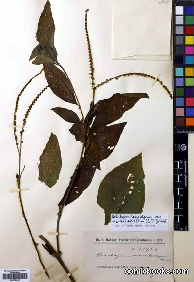 Heliotropium transalpinum var. tiaridioides (Cham.) I.M.Johnst.