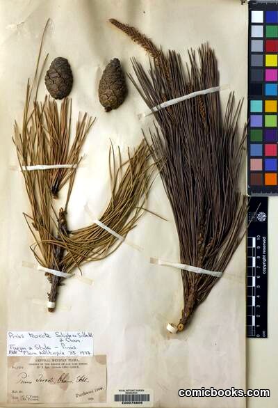 Pinus teocote Schiede ex Schltdl. & Cham.