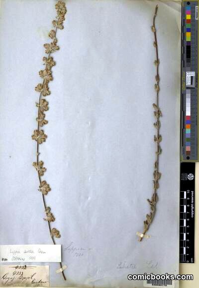 Lippia sericea Cham. — Herbarium Specimen