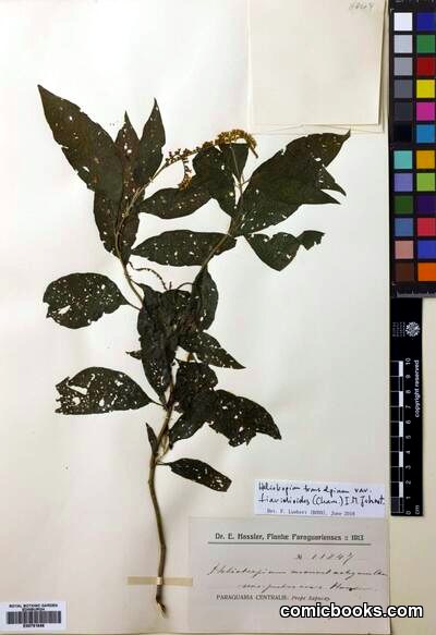 Heliotropium transalpinum var. tiaridioides (Cham.) I.M.Johnst.