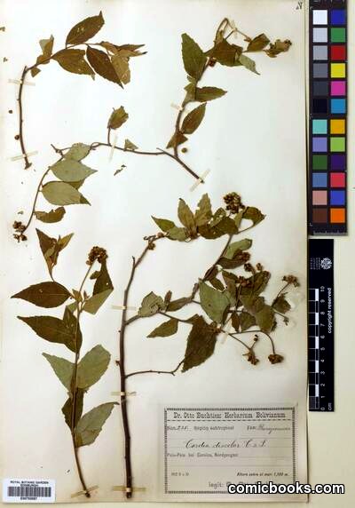 Cordia discolor Cham. (Herbarium Specimen)
