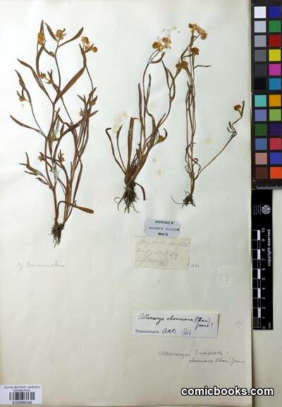 Plagiobothrys chorisianus (Cham. & Schltdl.) Greene