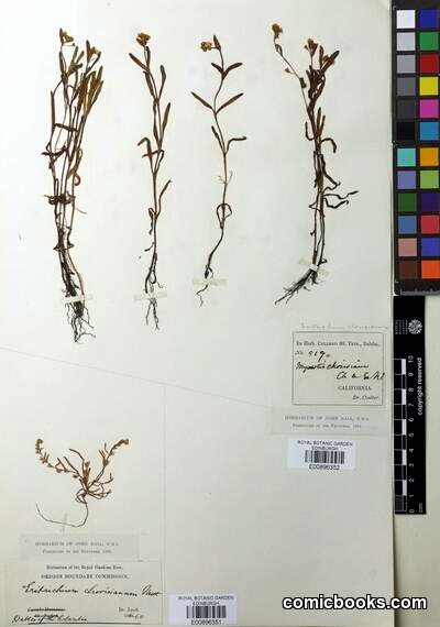 Plagiobothrys chorisianus (Cham. & Schltdl.) Greene