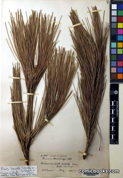 Pinus teocote Schiede ex Schltdl. & Cham.