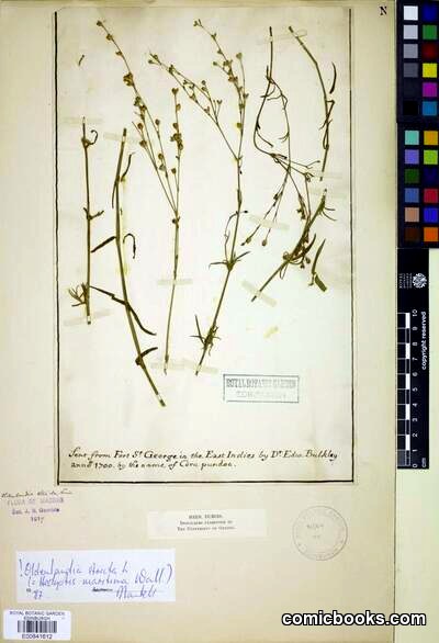 Herbarium Specimen: Kohautia sp., ex Fort St. George