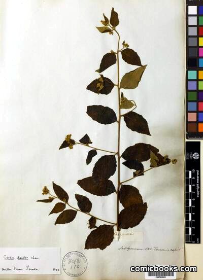 Cordia discolor Cham., Herbarium Specimen