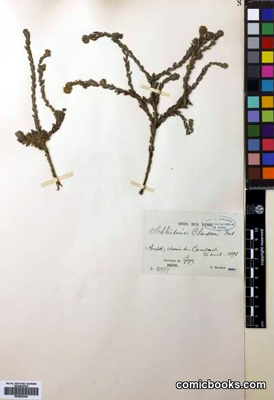 Euploca salicoides (Cham.) J.I.M.Melo & Semir