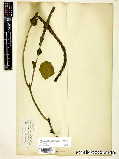 Stachytarpheta gesnerioides Cham.
