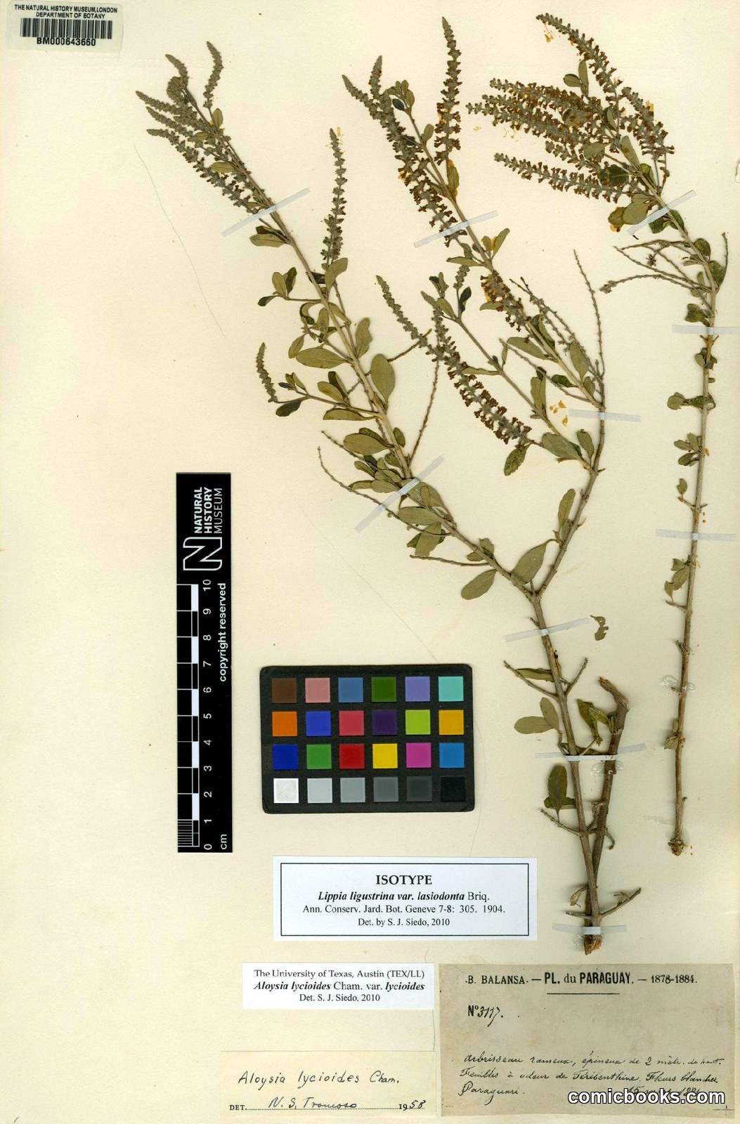 Aloysia lycioides var. lycioides Cham.
