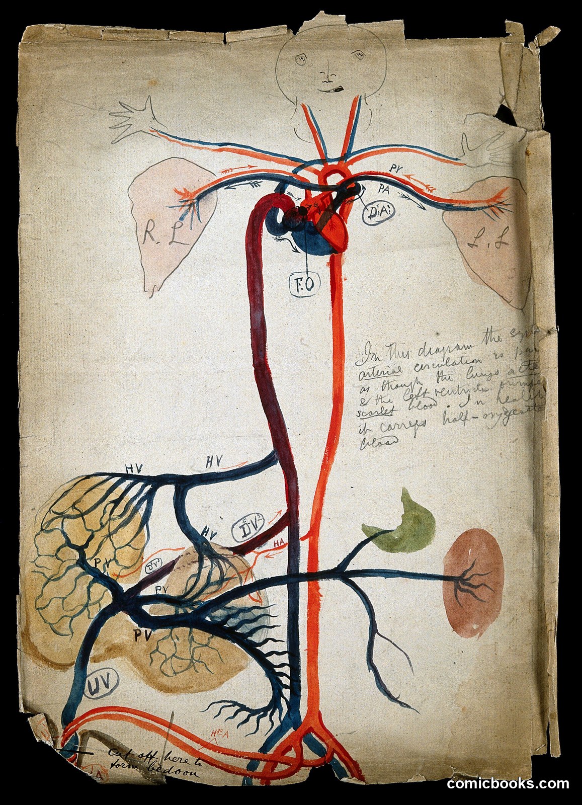 The Circulatory System by J. C. Whishaw