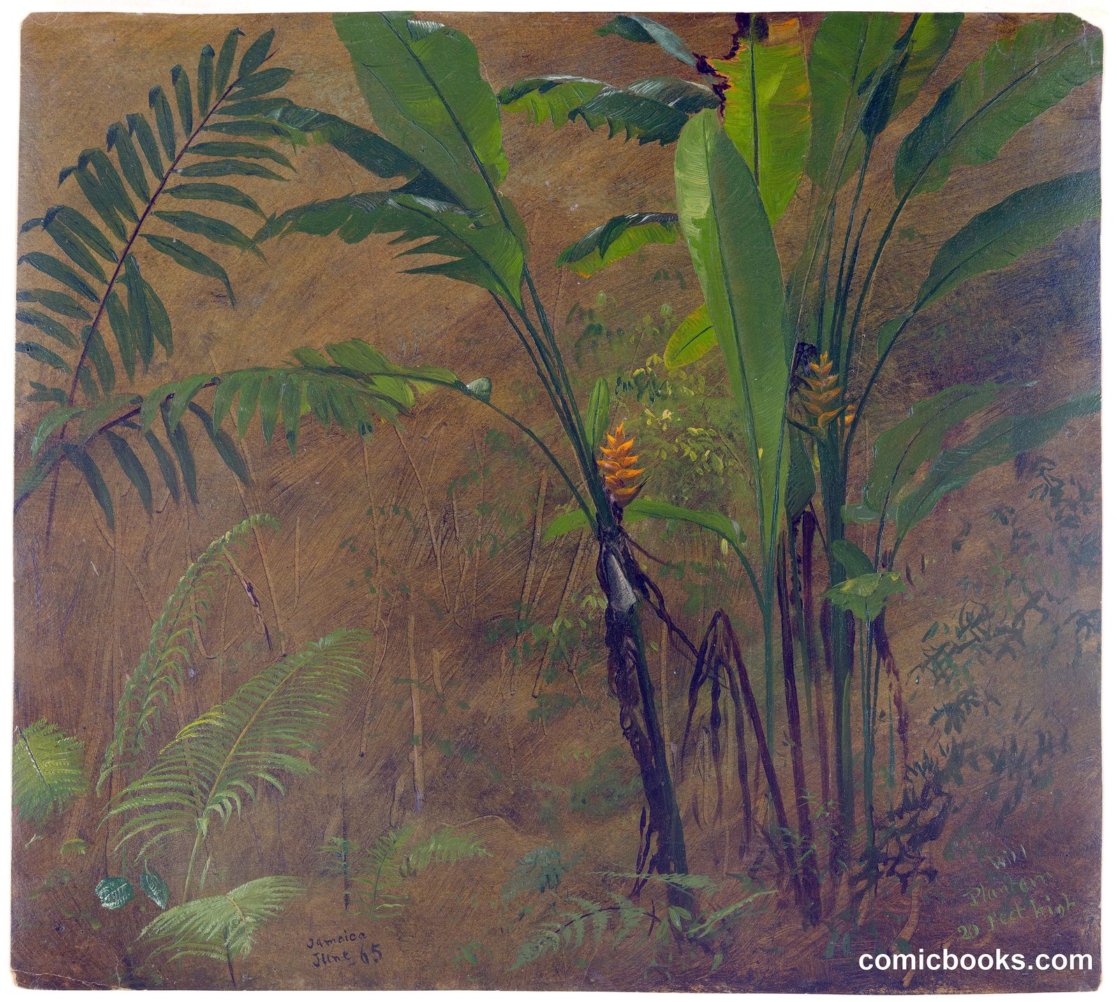 Wild Plantain, 20 Feet High, Jamaica by Frederic Edwin Church, American, 1826–1900
