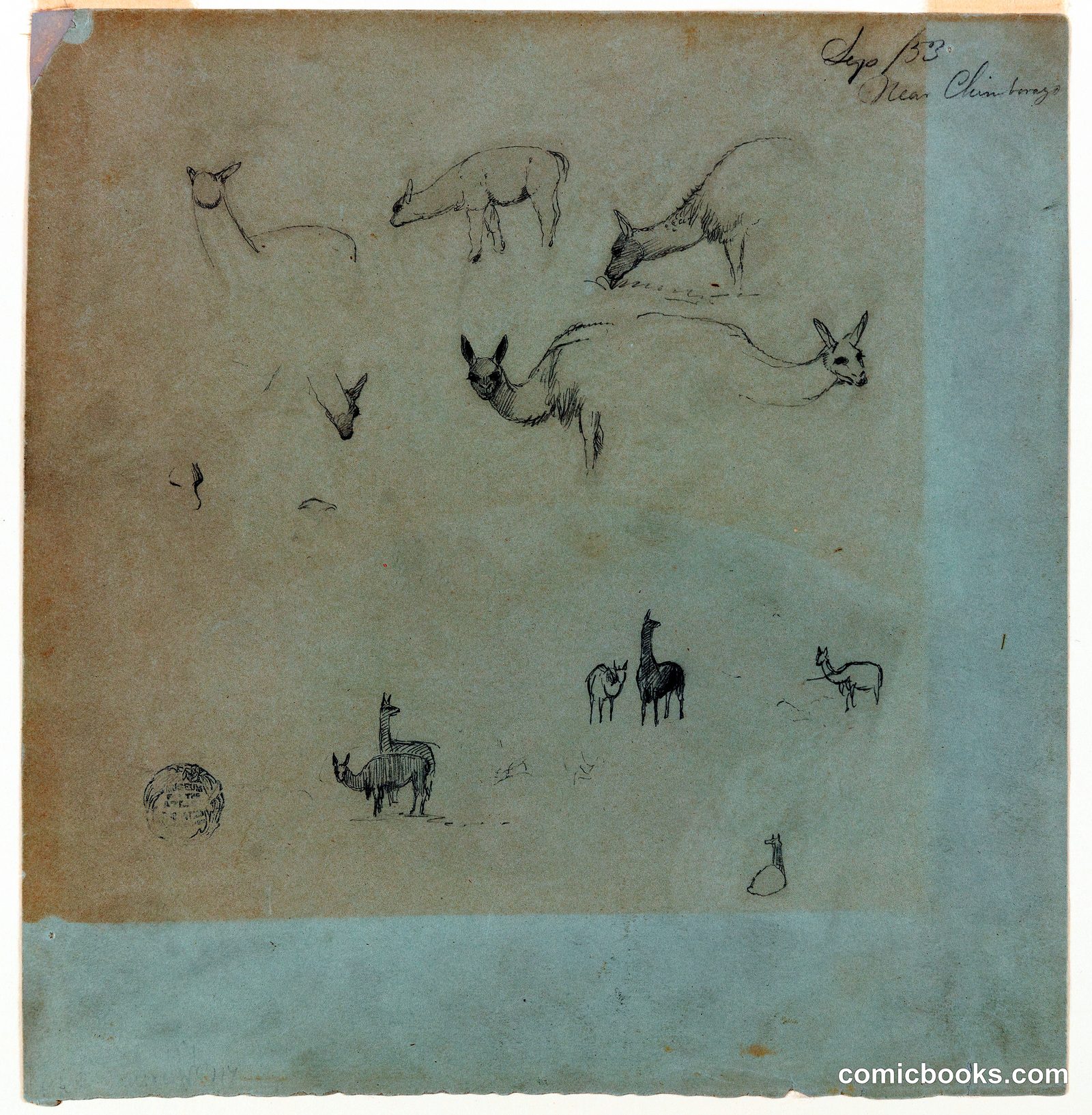Study of Llamas near Chimborazo, Ecuador by Frederic Edwin Church, American, 1826–1900