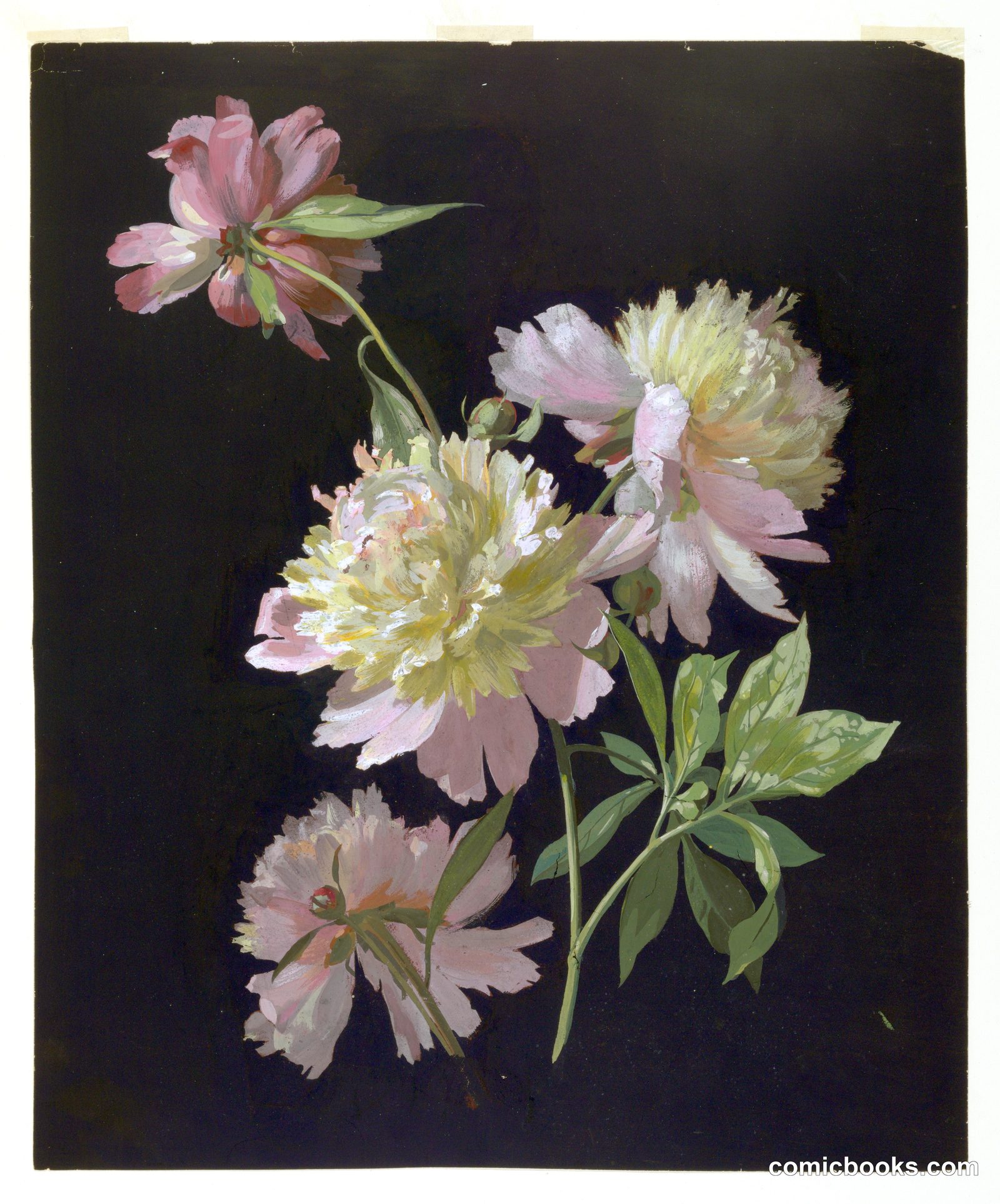 Flower Study, Peonies