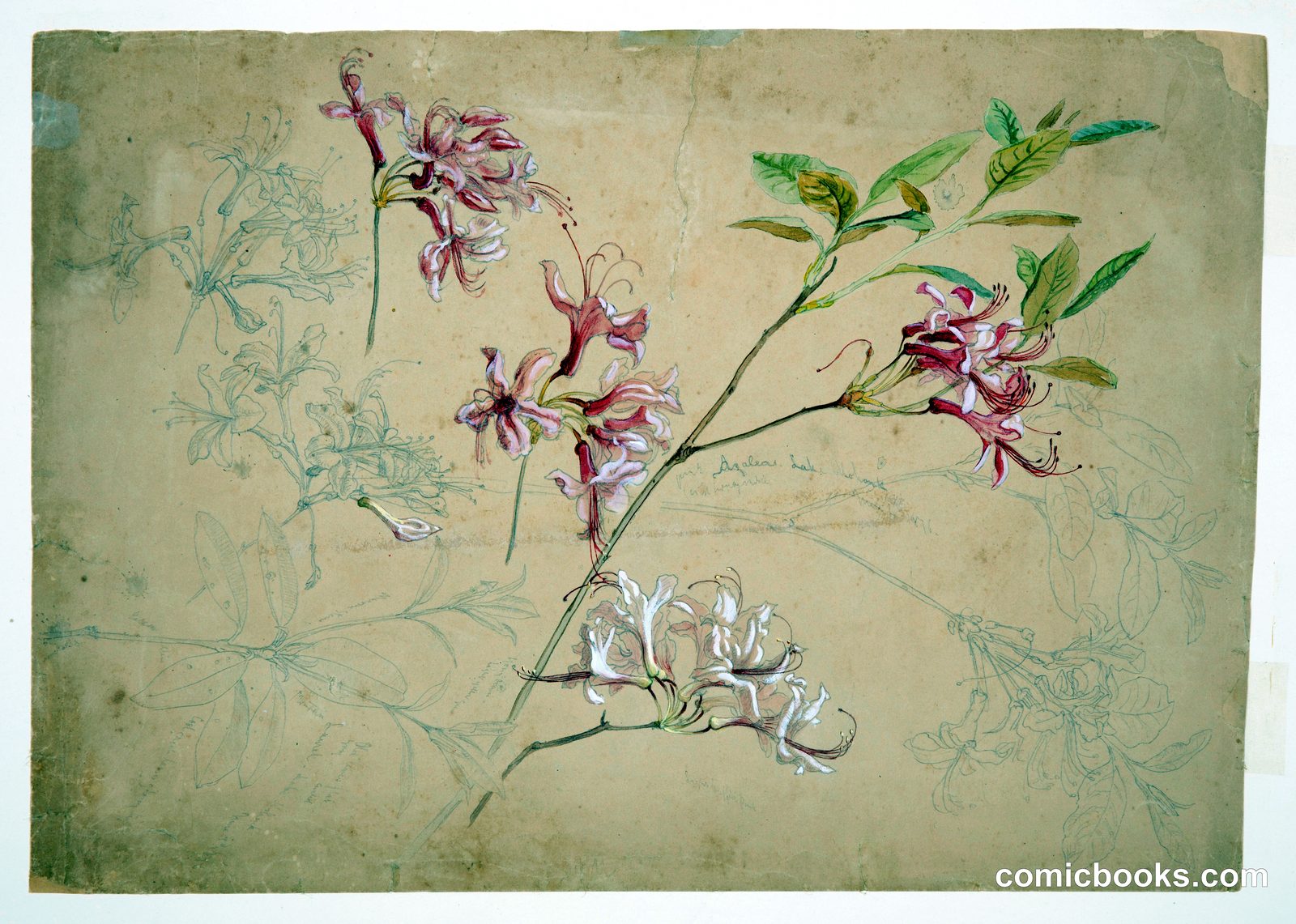 Azaleas by Samuel Colman, American, 1832–1920