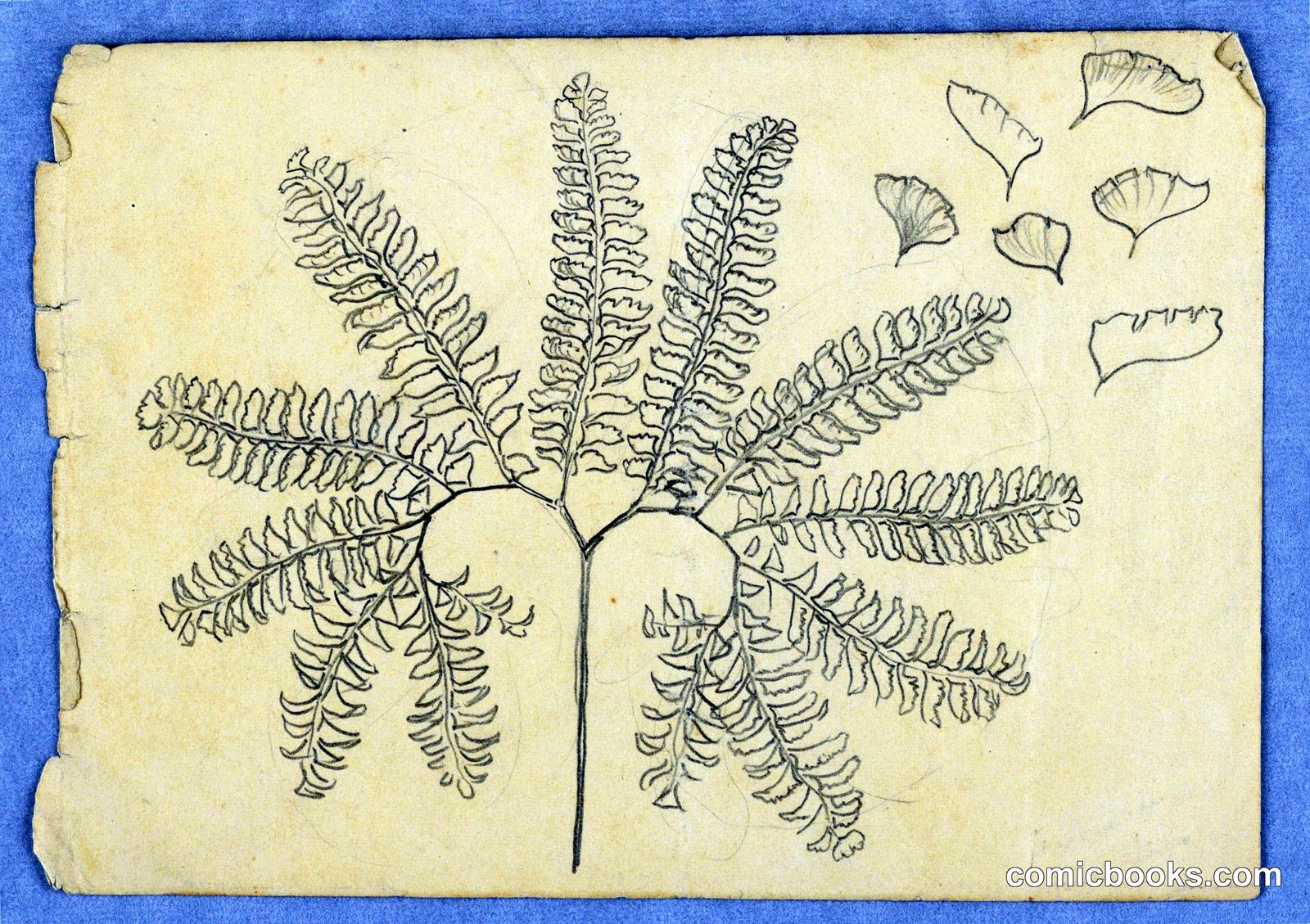 Maidenhair Fern by Samuel Colman, American, 1832–1920