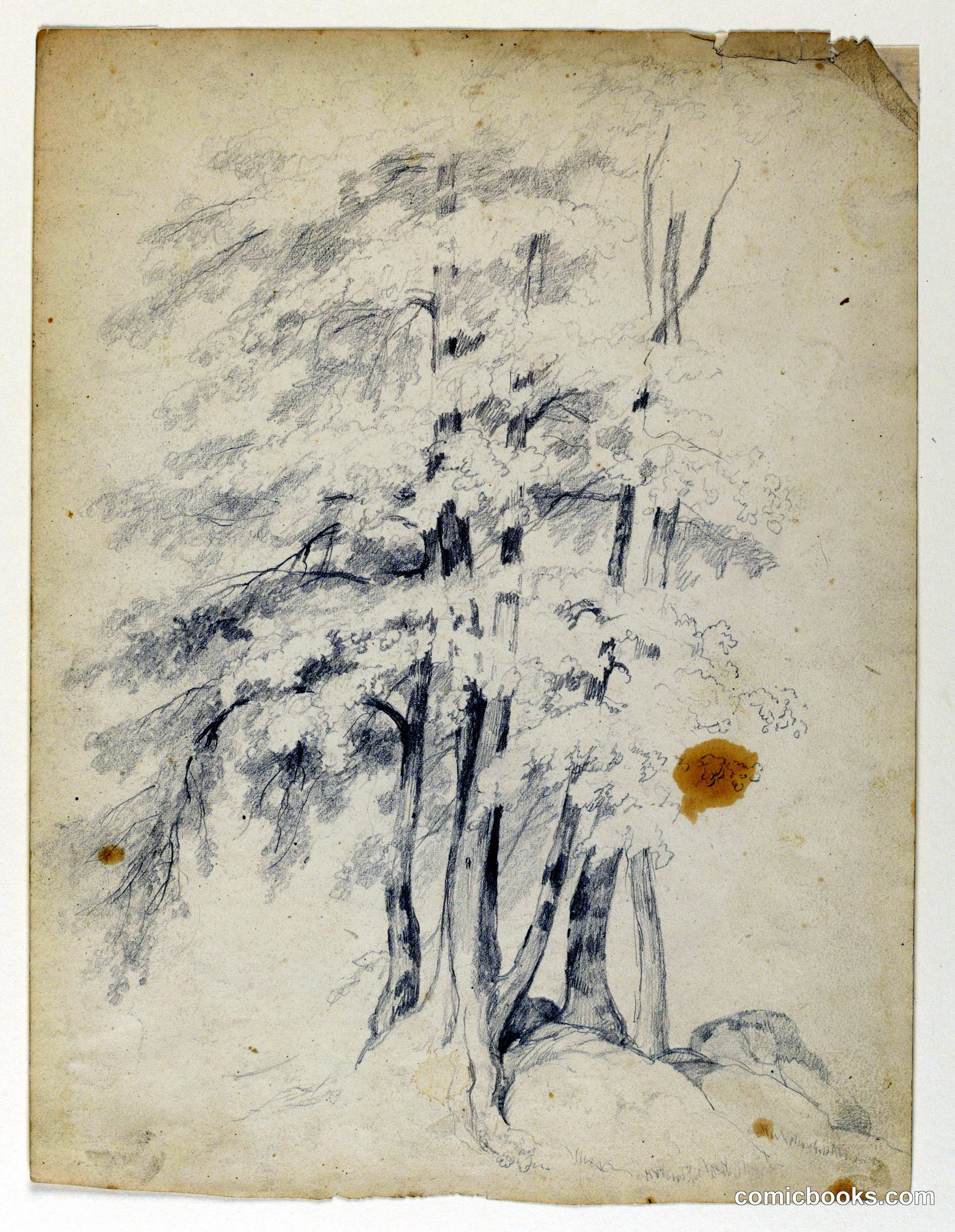 Study of Black Birches by Daniel Huntington, American, 1816–1906
