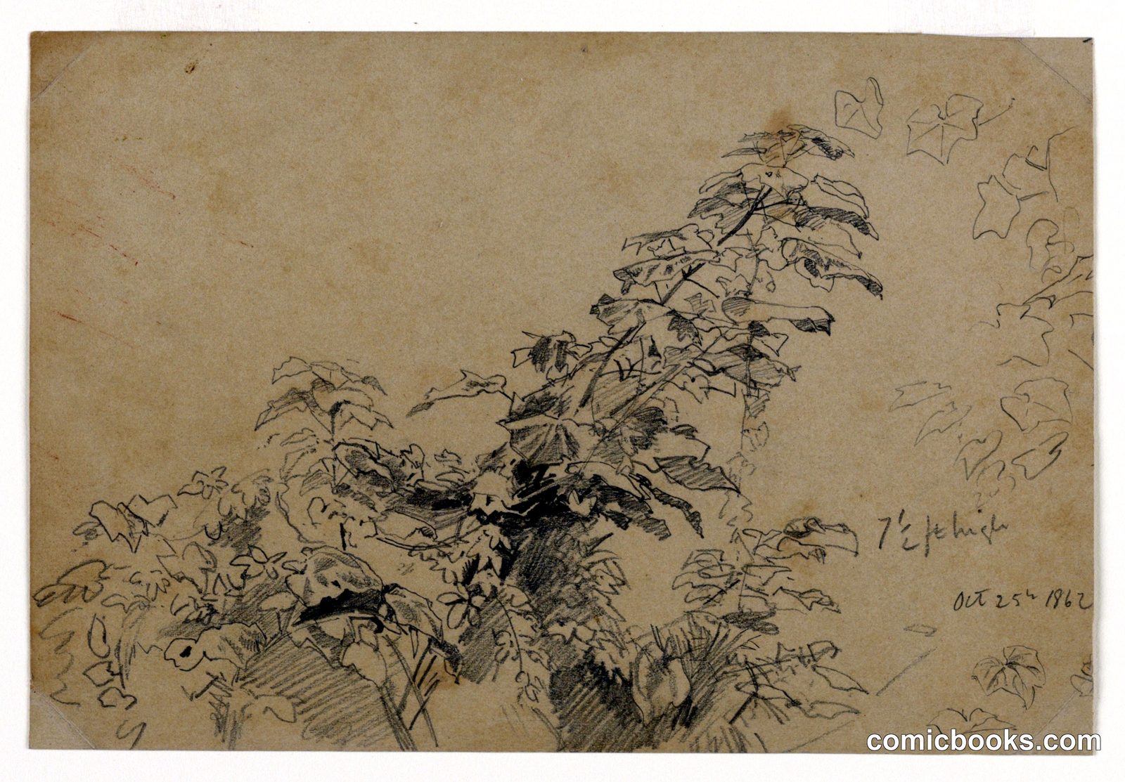 Study of Foliage by William Trost Richards, American, 1833–1905