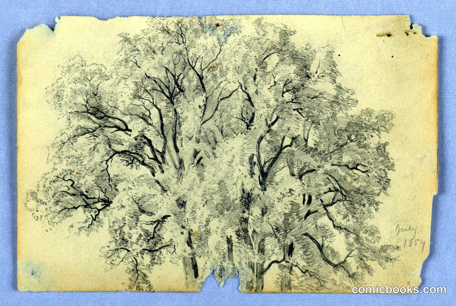 Study of Elm Tree by William Trost Richards, American, 1833–1905