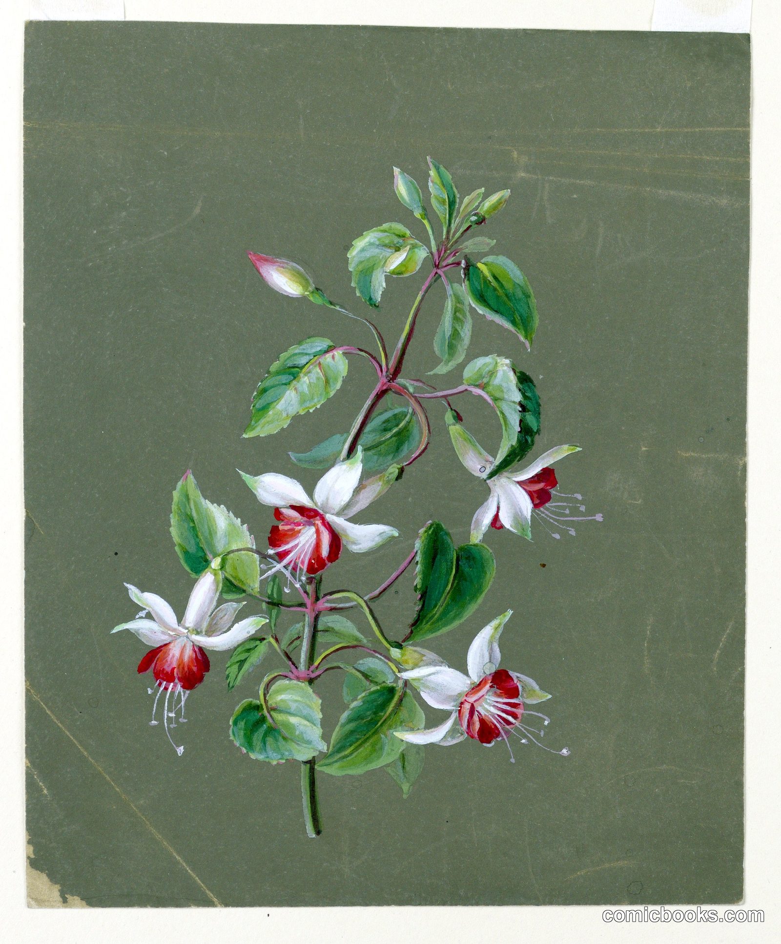Honeysuckle