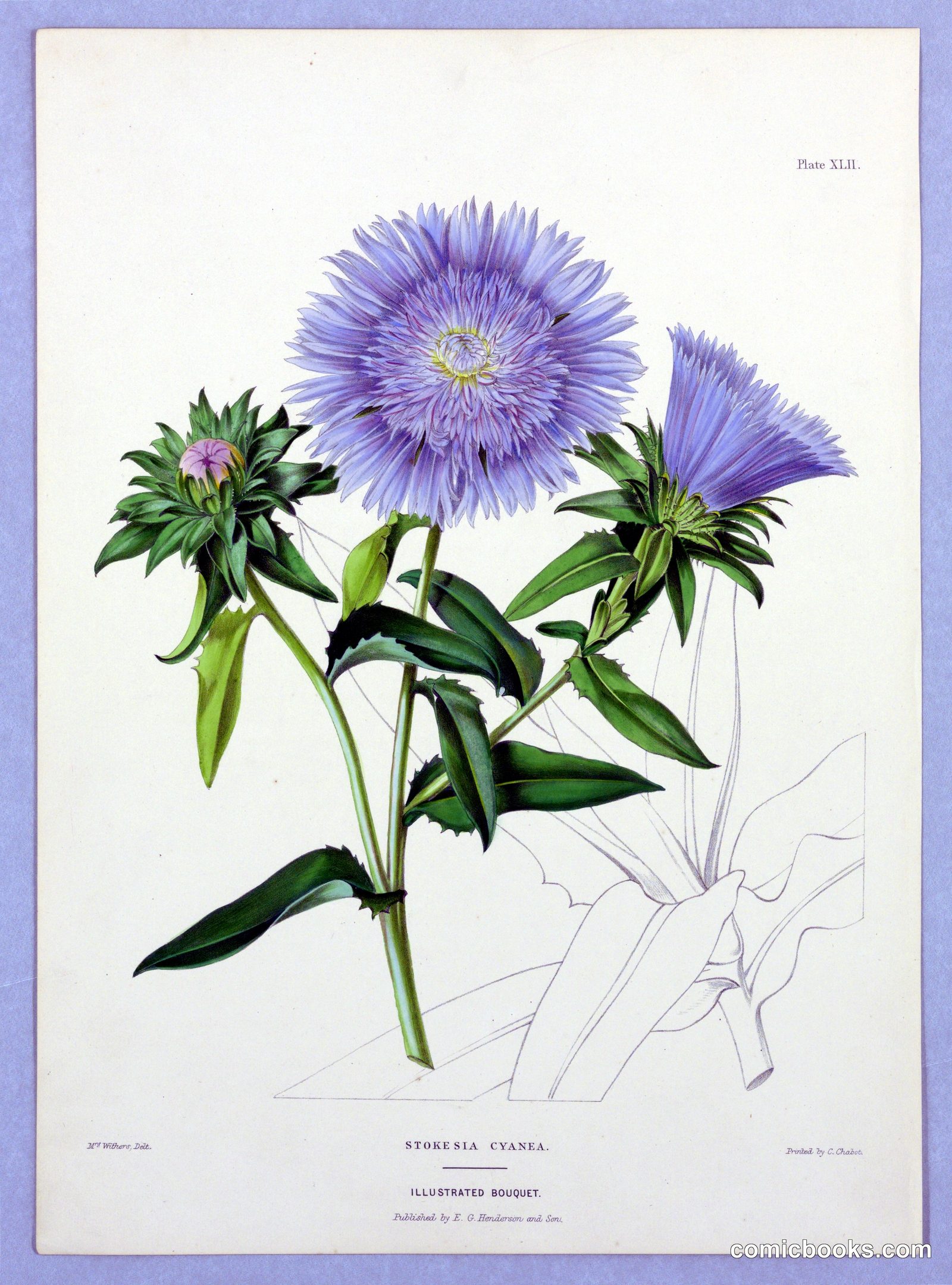 Stokesia Cyanea by Mrs. Withers, English, active 19th c.