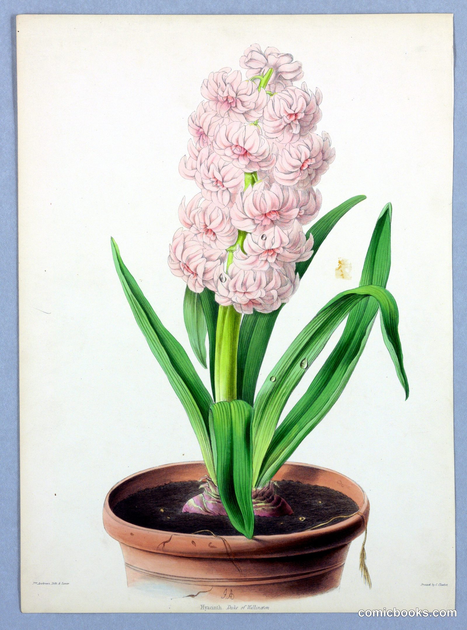 Hyacinth, Duke of Wellington by E. G. Henderson and Son, English, ca.