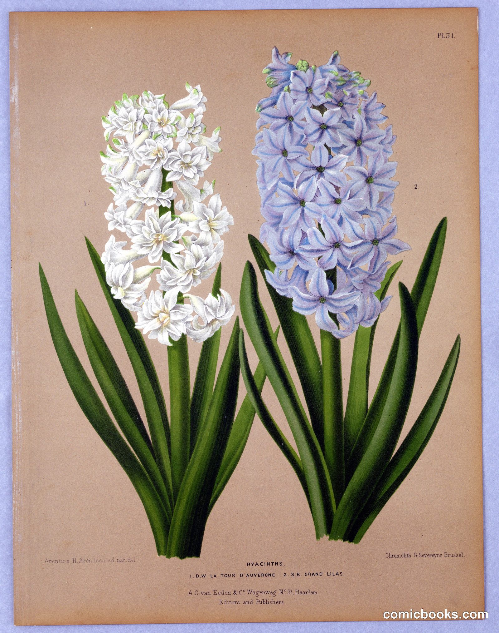 Hyacinths, Plate 31 by Arentine H. Arendsen, Dutch