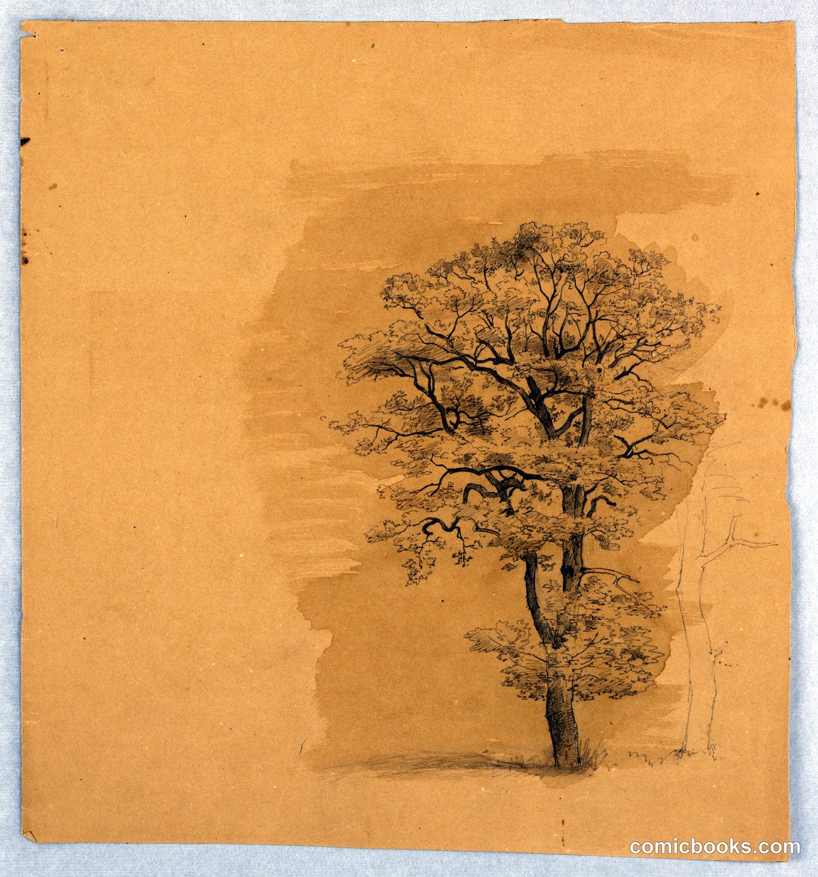 Study of Foliage by William Stanley Haseltine, American, 1835–1900
