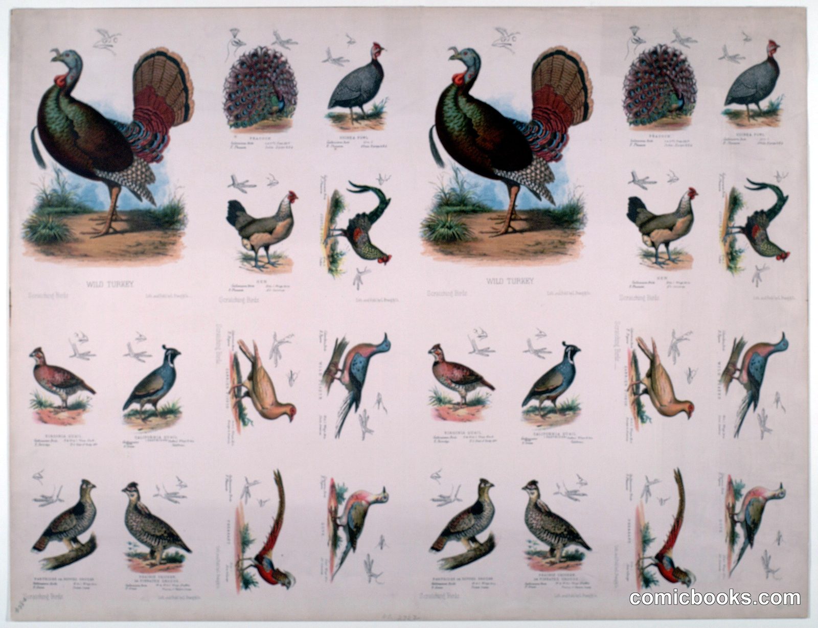 Scratching Birds by L. Prang & Company