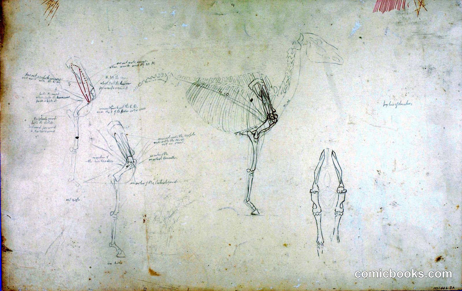 Horse Anatomy Studies by Solon H. Borglum, born Ogden, UT 1868-died Stamford, CT 1922