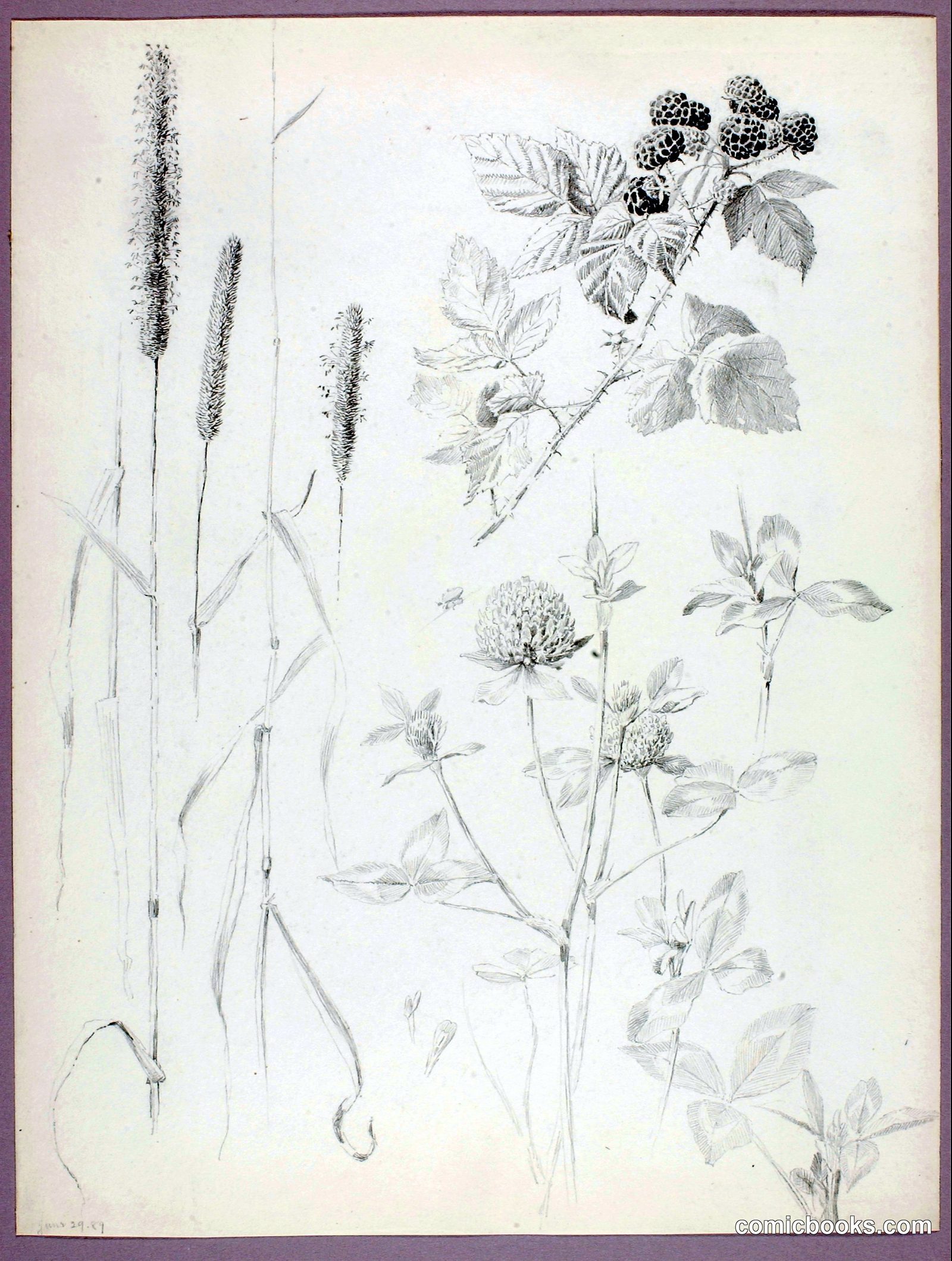 Untitled (Cattails, Clover, and Blackberries) by George Elbert Burr, born Monroe Falls, OH 1859-died Phoenix, AZ 1939