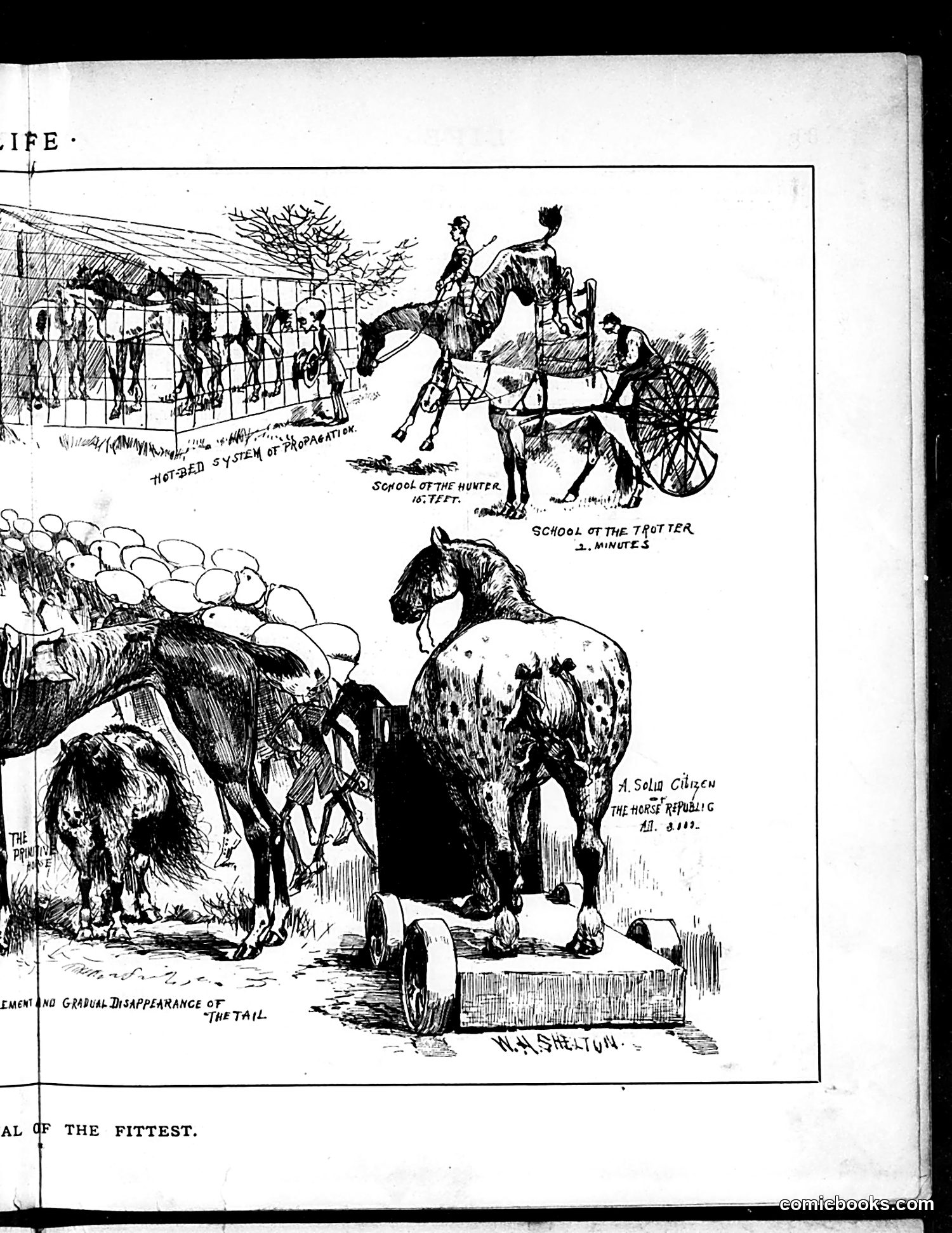 Life — August 7, 1884 — page 9 of 16