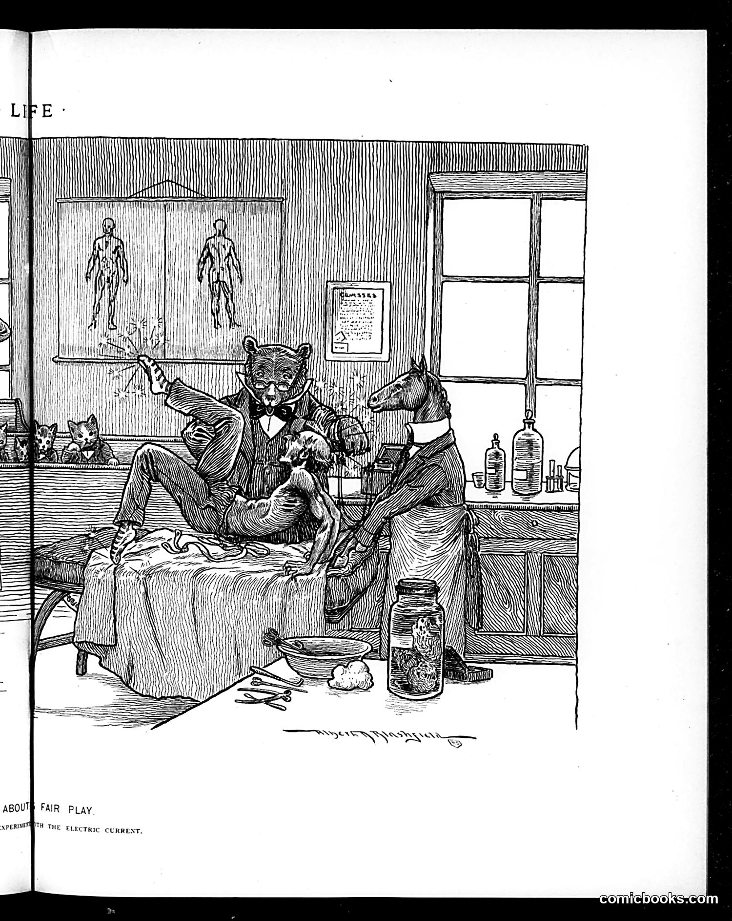 Life — December 12, 1895 — page 11 of 18