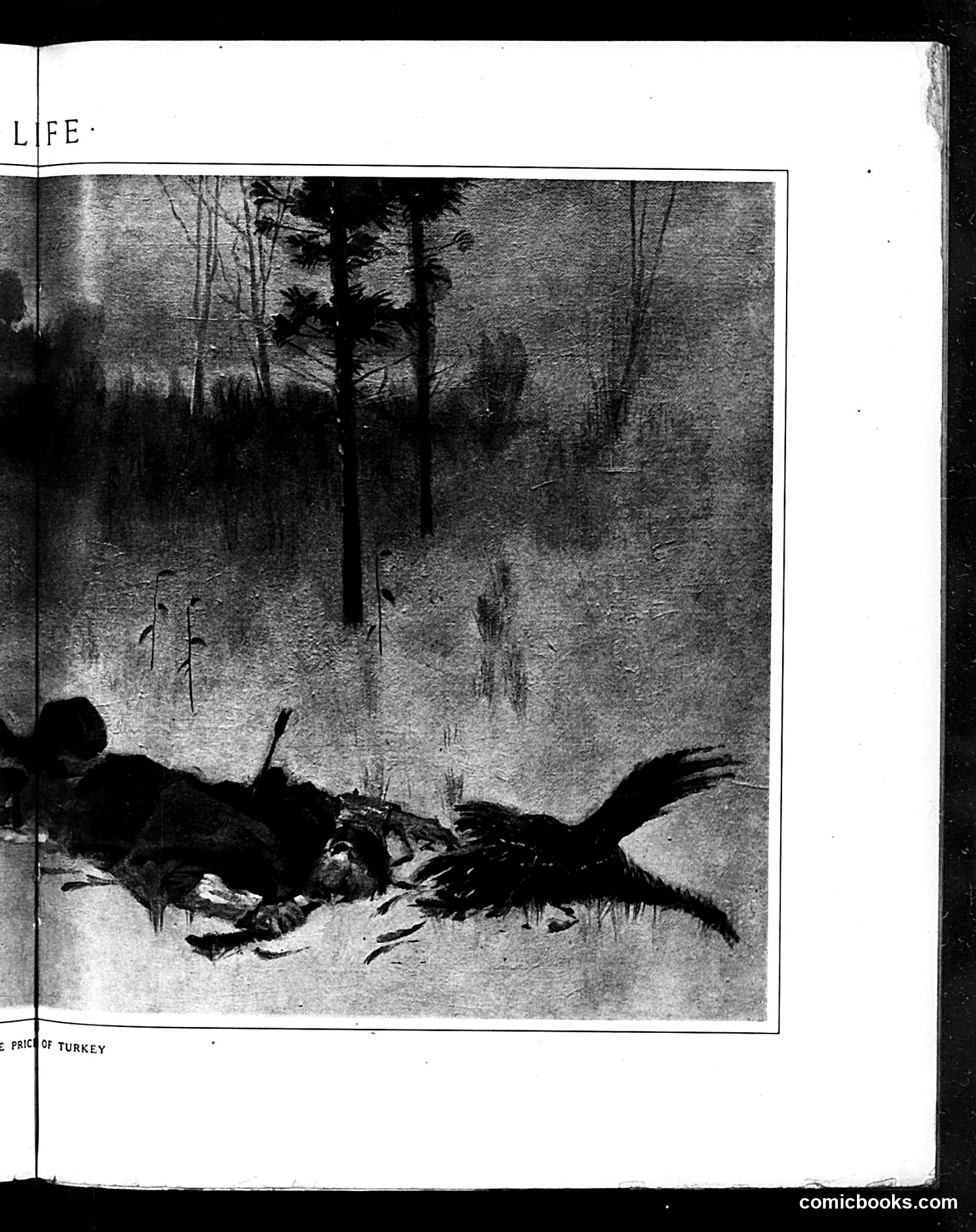 Life — November 15, 1906 — page 19 of 36