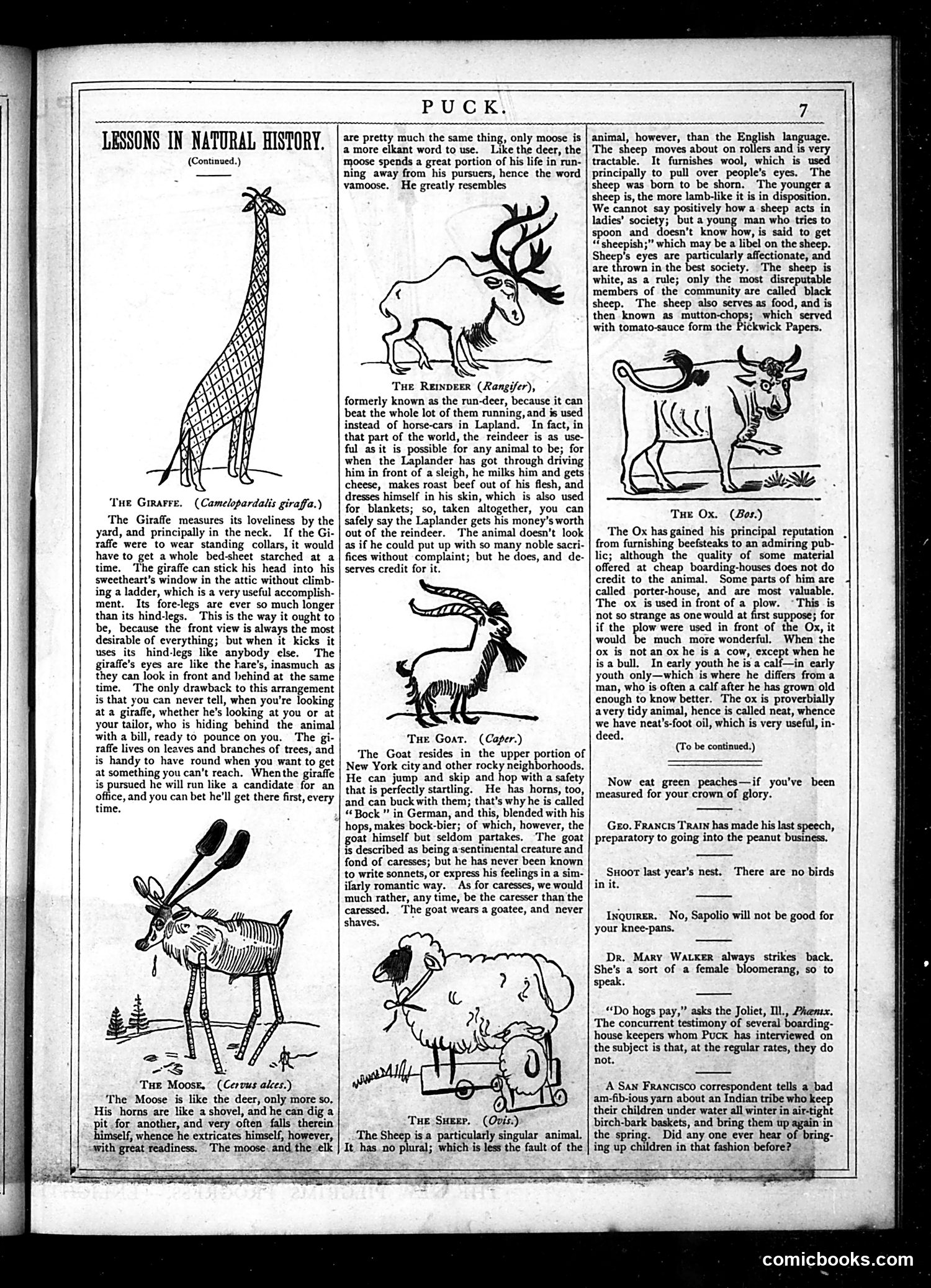 Puck — May 1877 — page 7 of 16