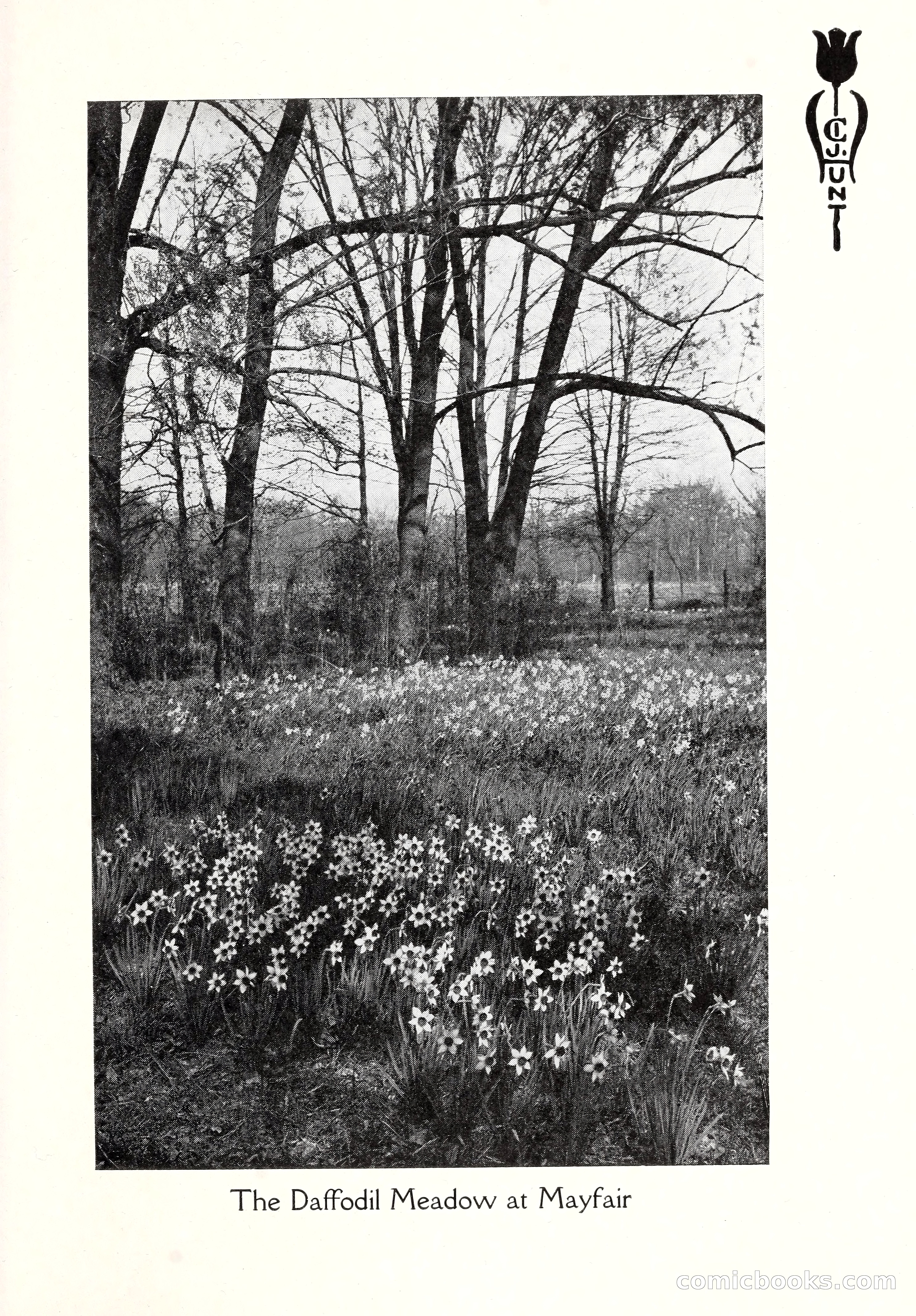 Blue Book of Bulbs, 1929 — page 16 of 128
