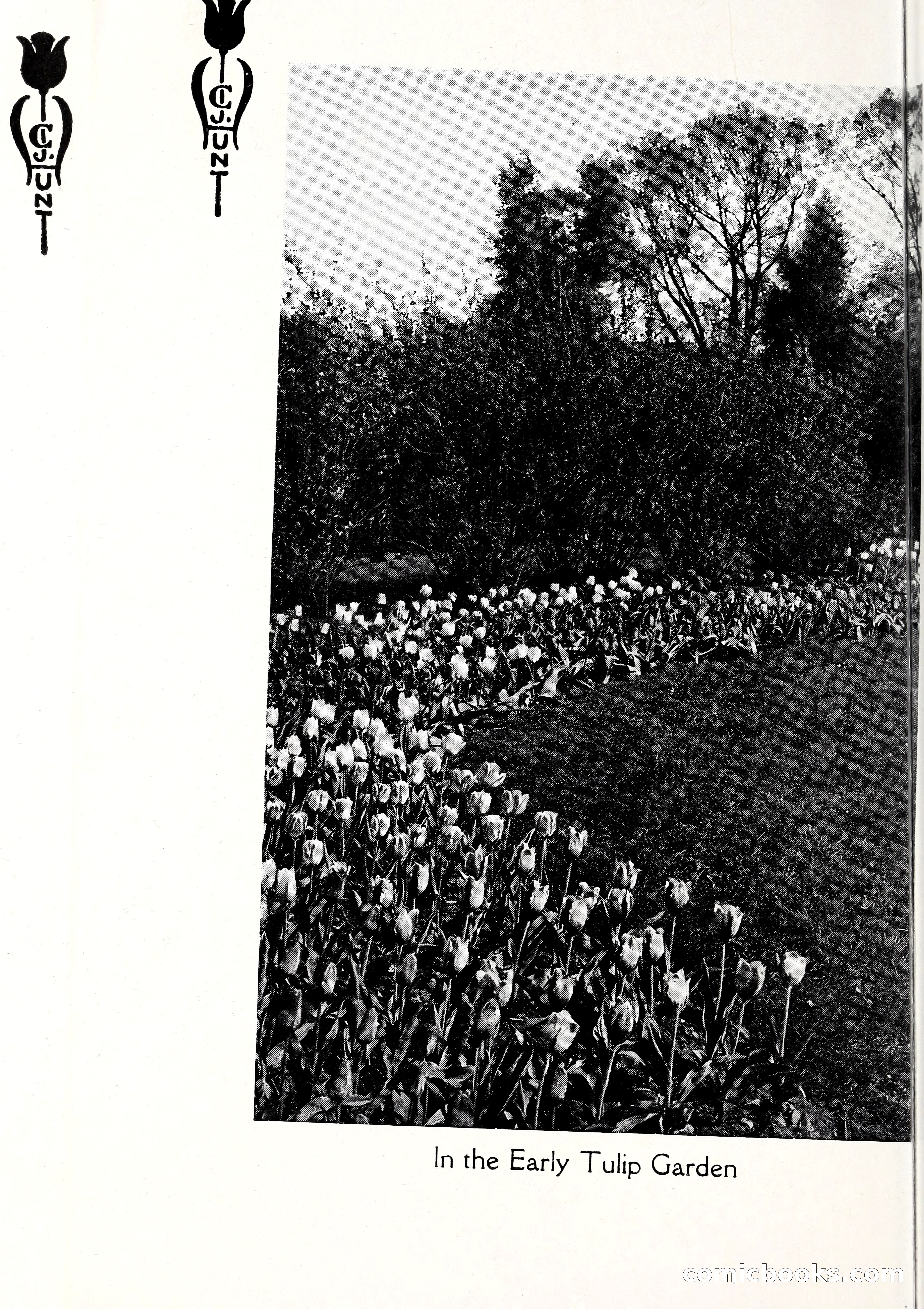 Blue Book of Bulbs, 1929 — page 25 of 128
