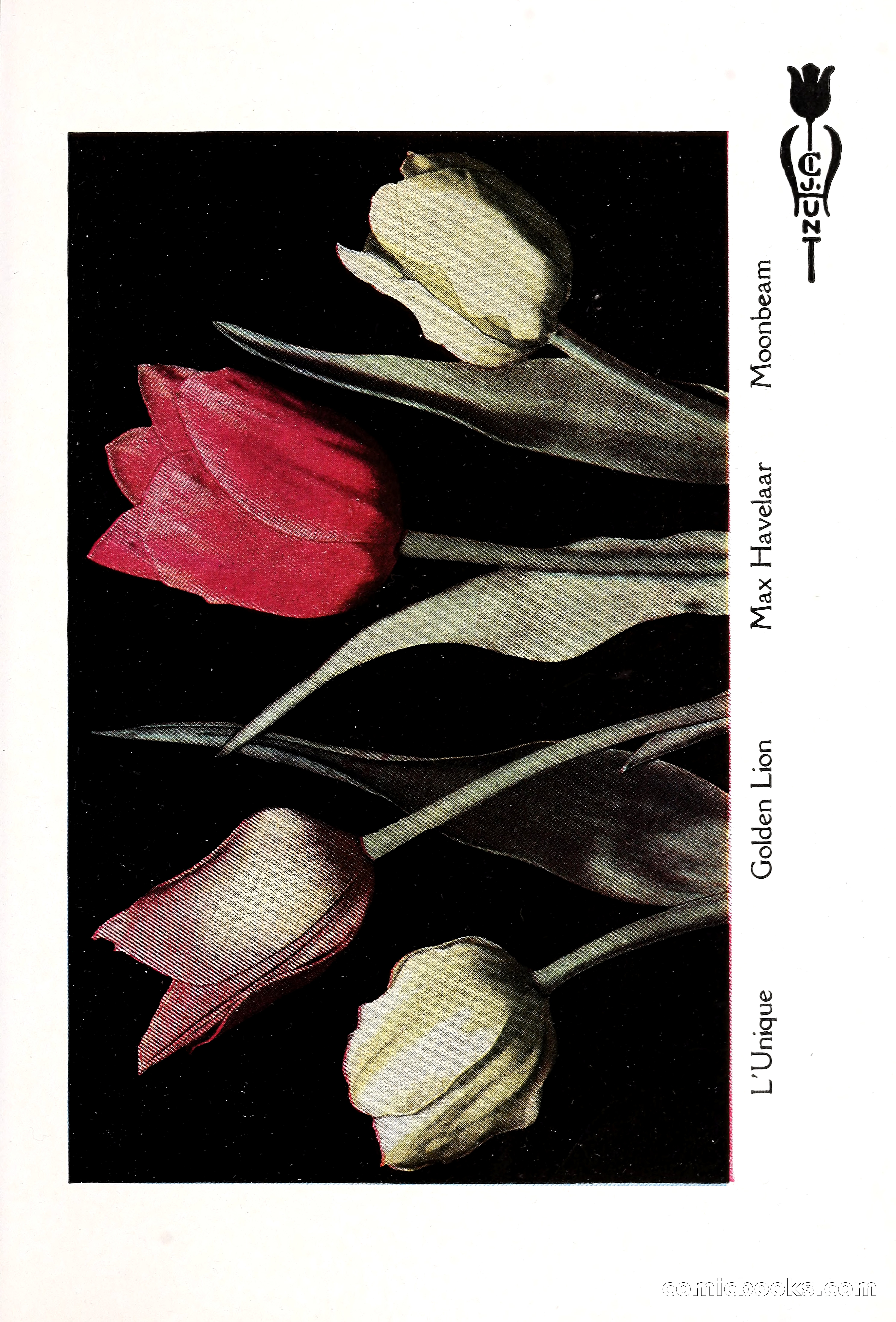 Blue Book of Bulbs, 1929 — page 30 of 128