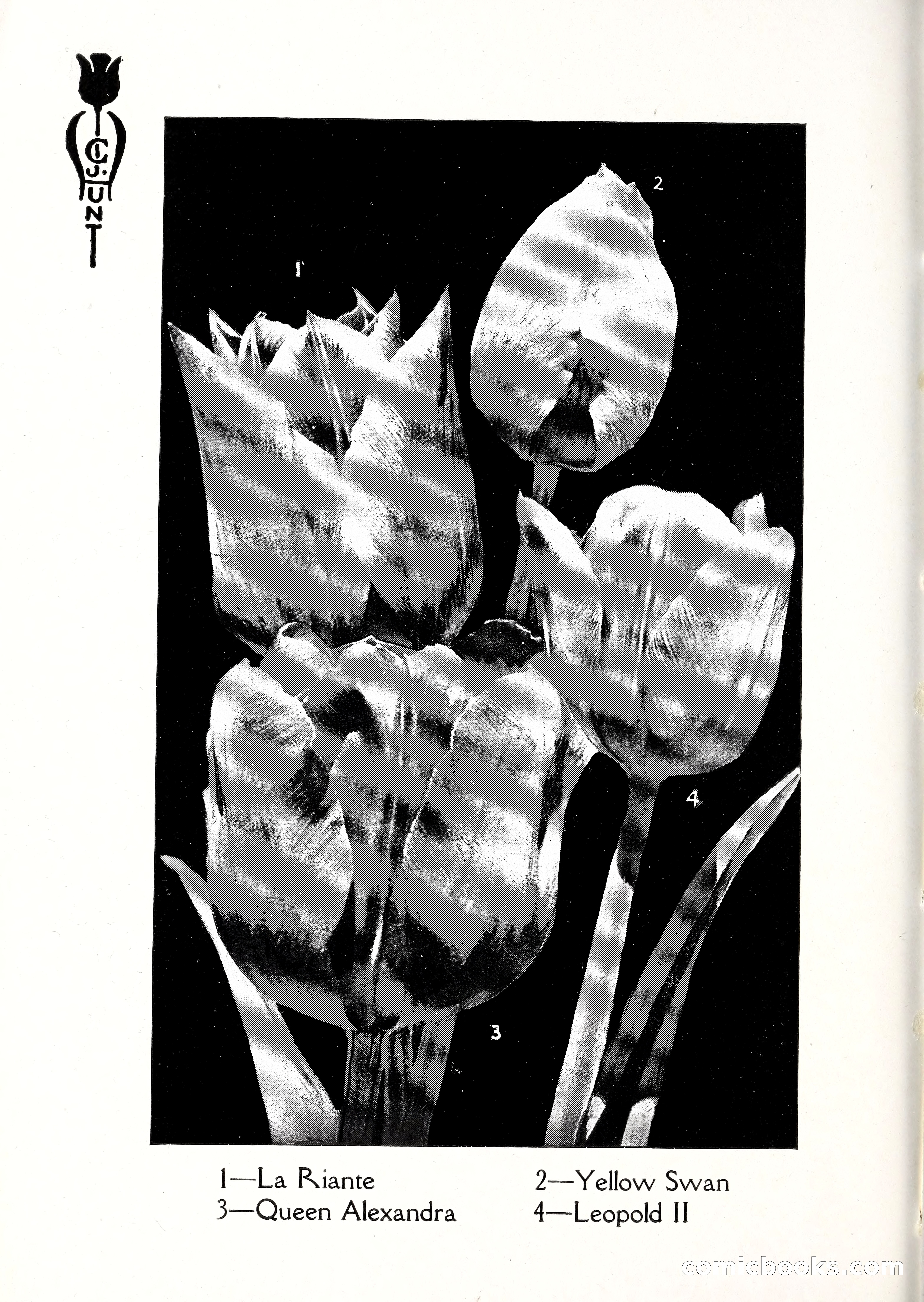 Blue Book of Bulbs, 1929 — page 35 of 128