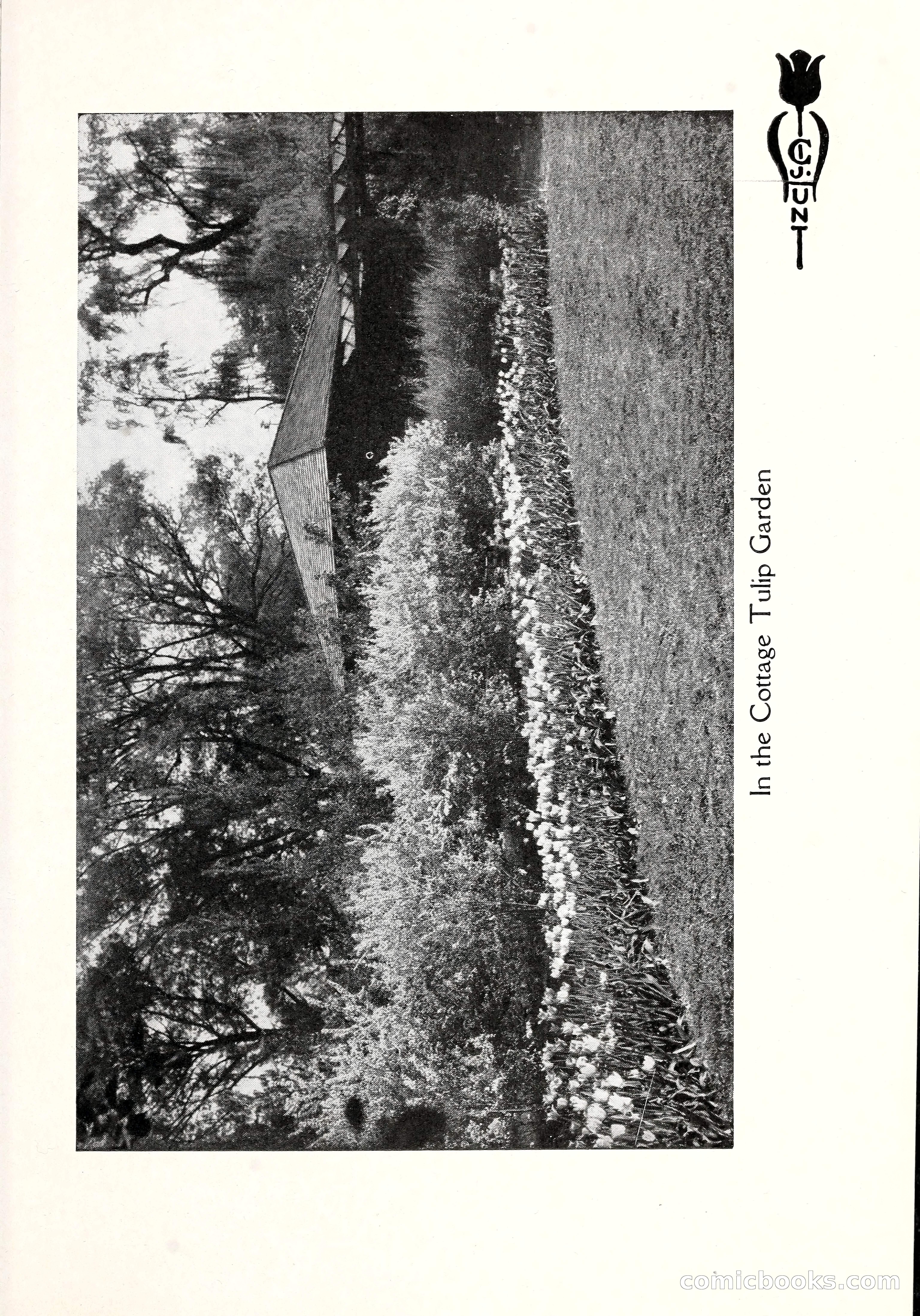 Blue Book of Bulbs, 1929 — page 44 of 128