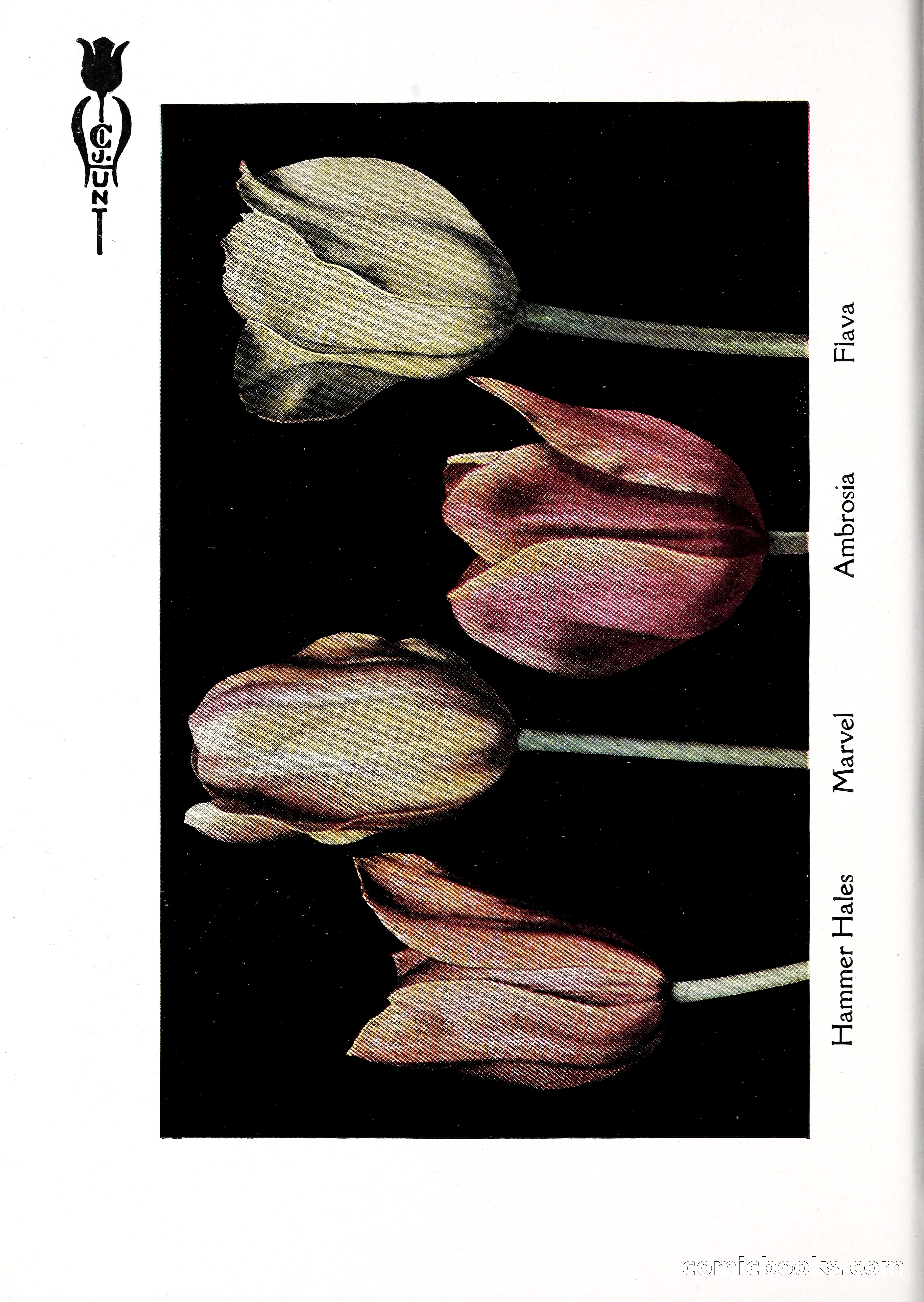 Blue Book of Bulbs, 1929 — page 49 of 128