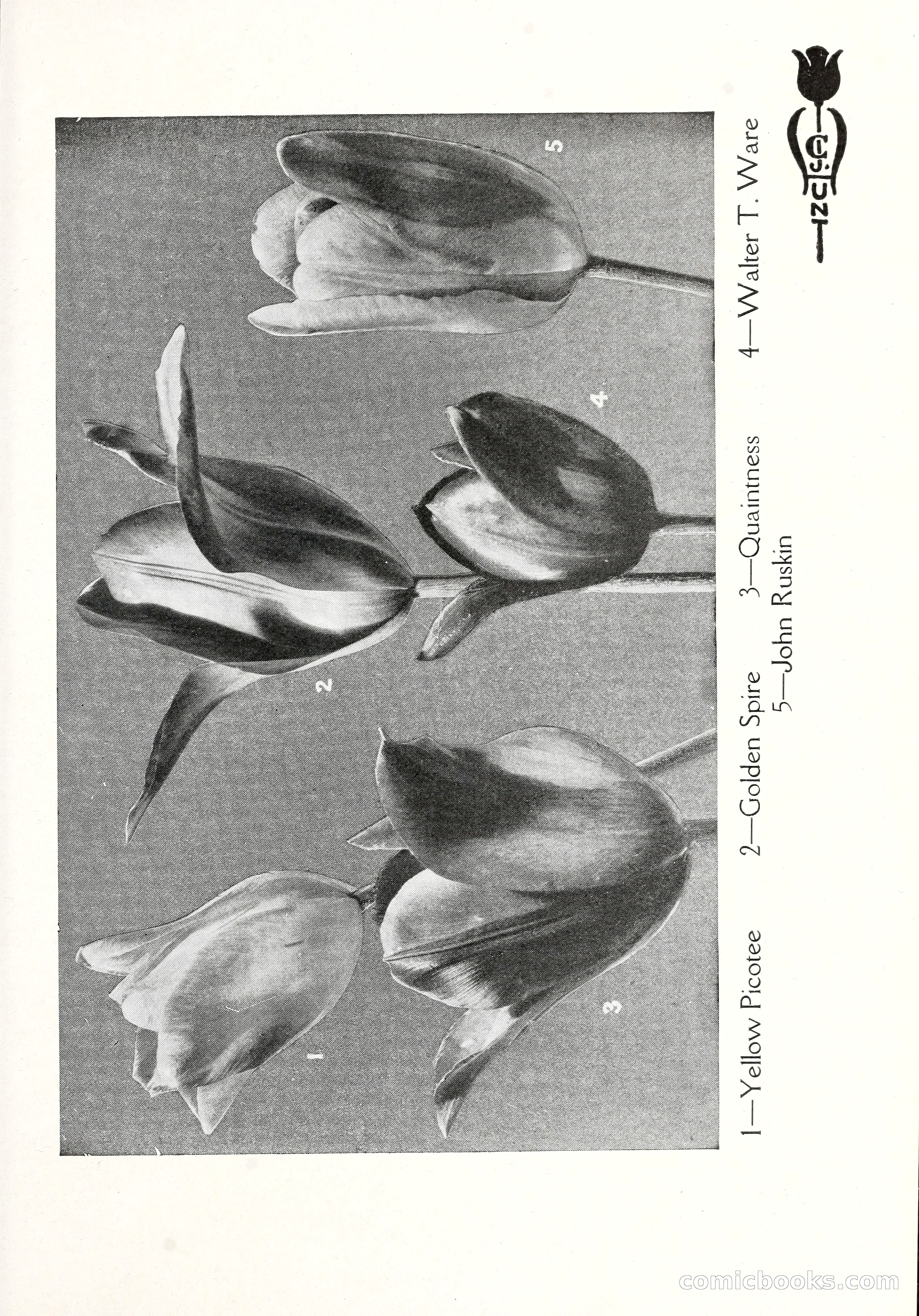 Blue Book of Bulbs, 1929 — page 54 of 128