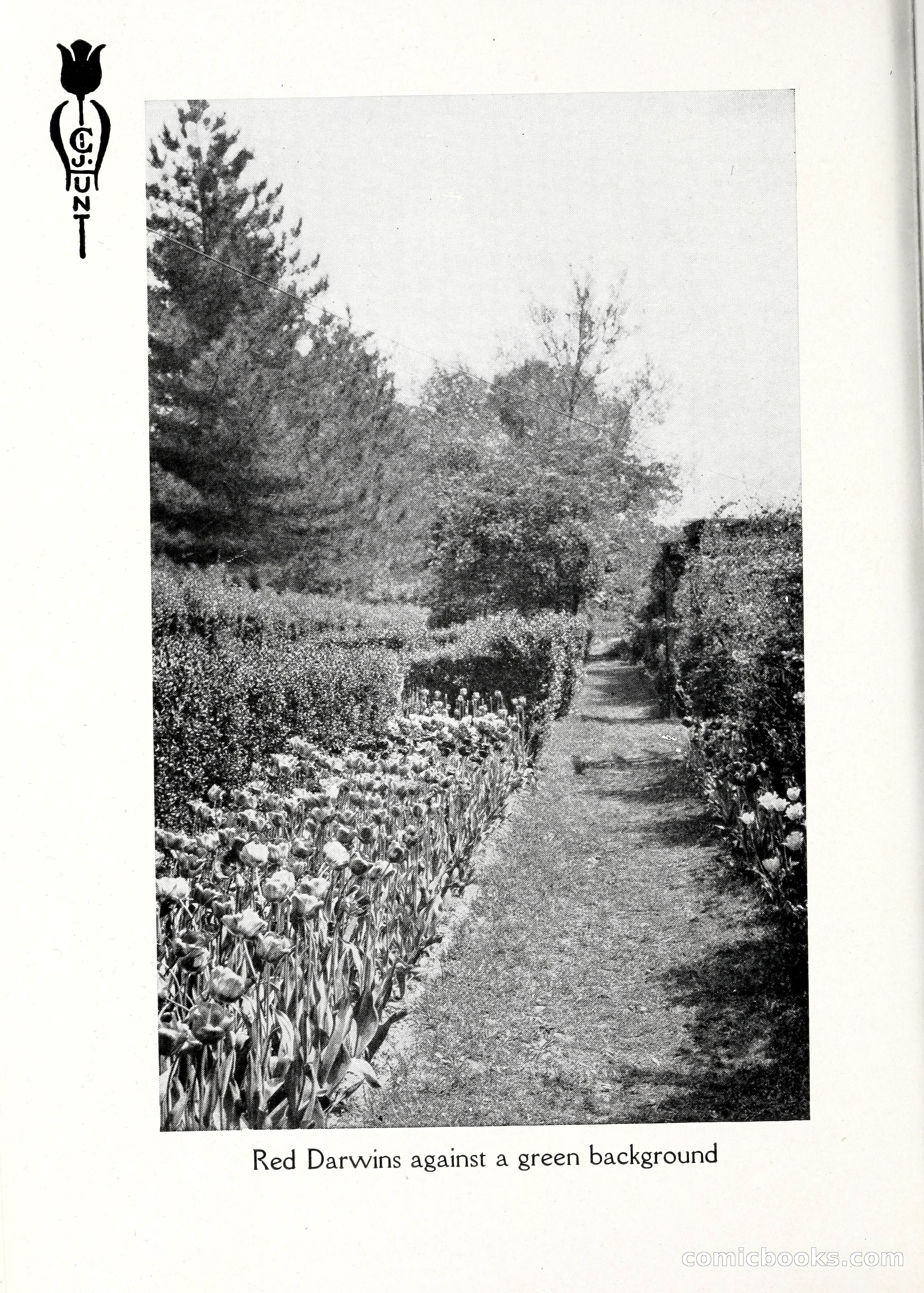Blue Book of Bulbs, 1929 — page 59 of 128