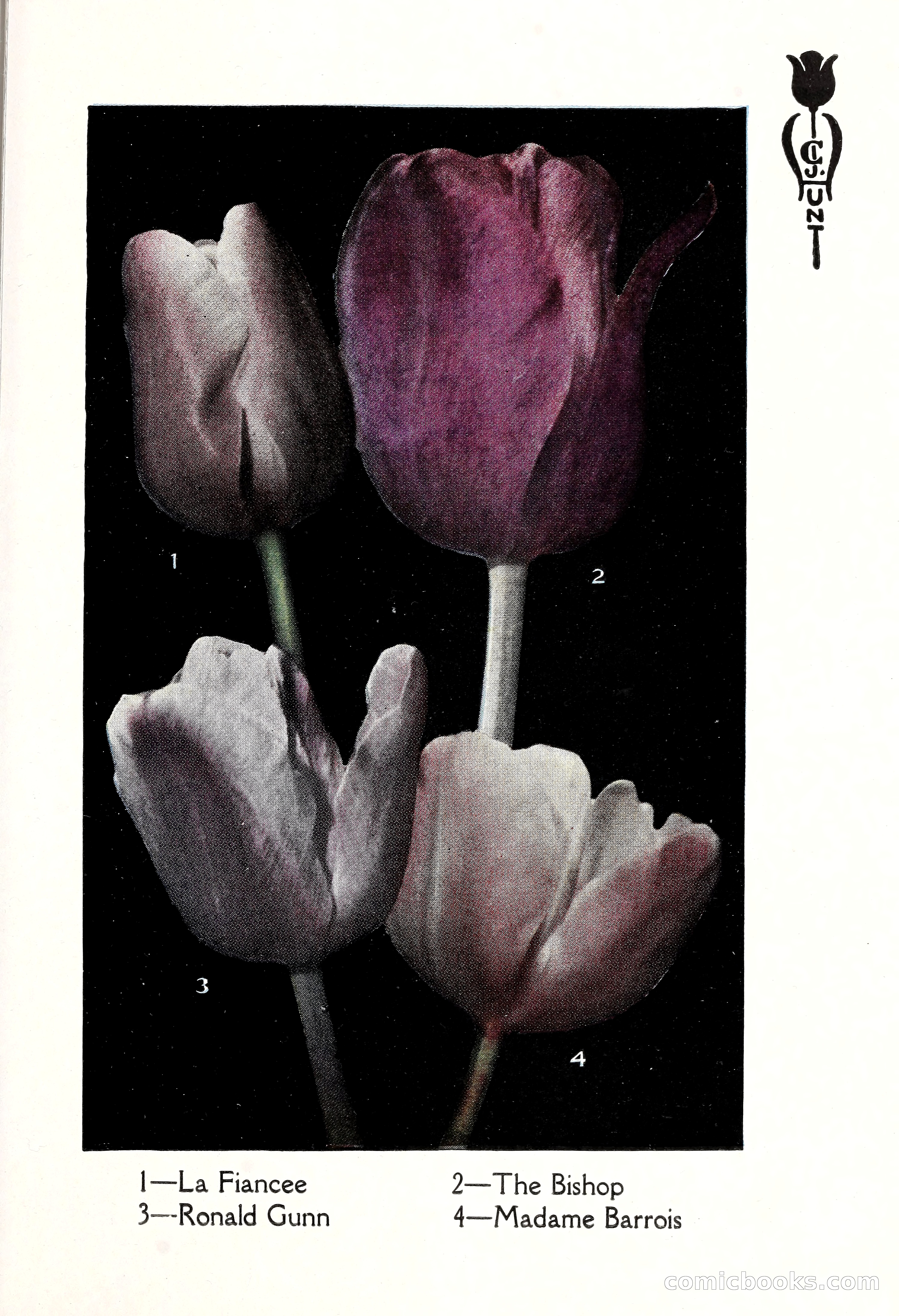 Blue Book of Bulbs, 1929 — page 66 of 128