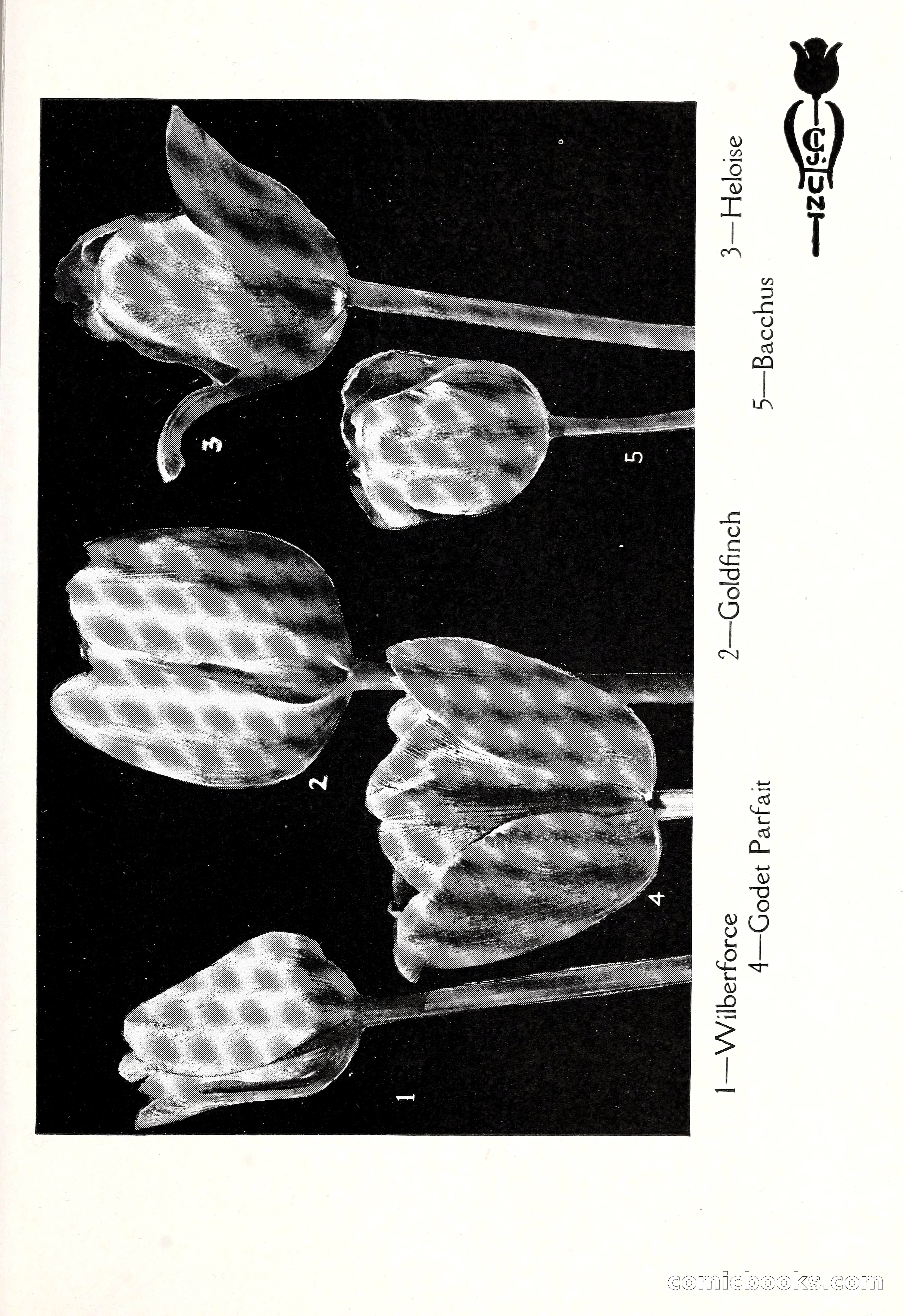 Blue Book of Bulbs, 1929 — page 76 of 128