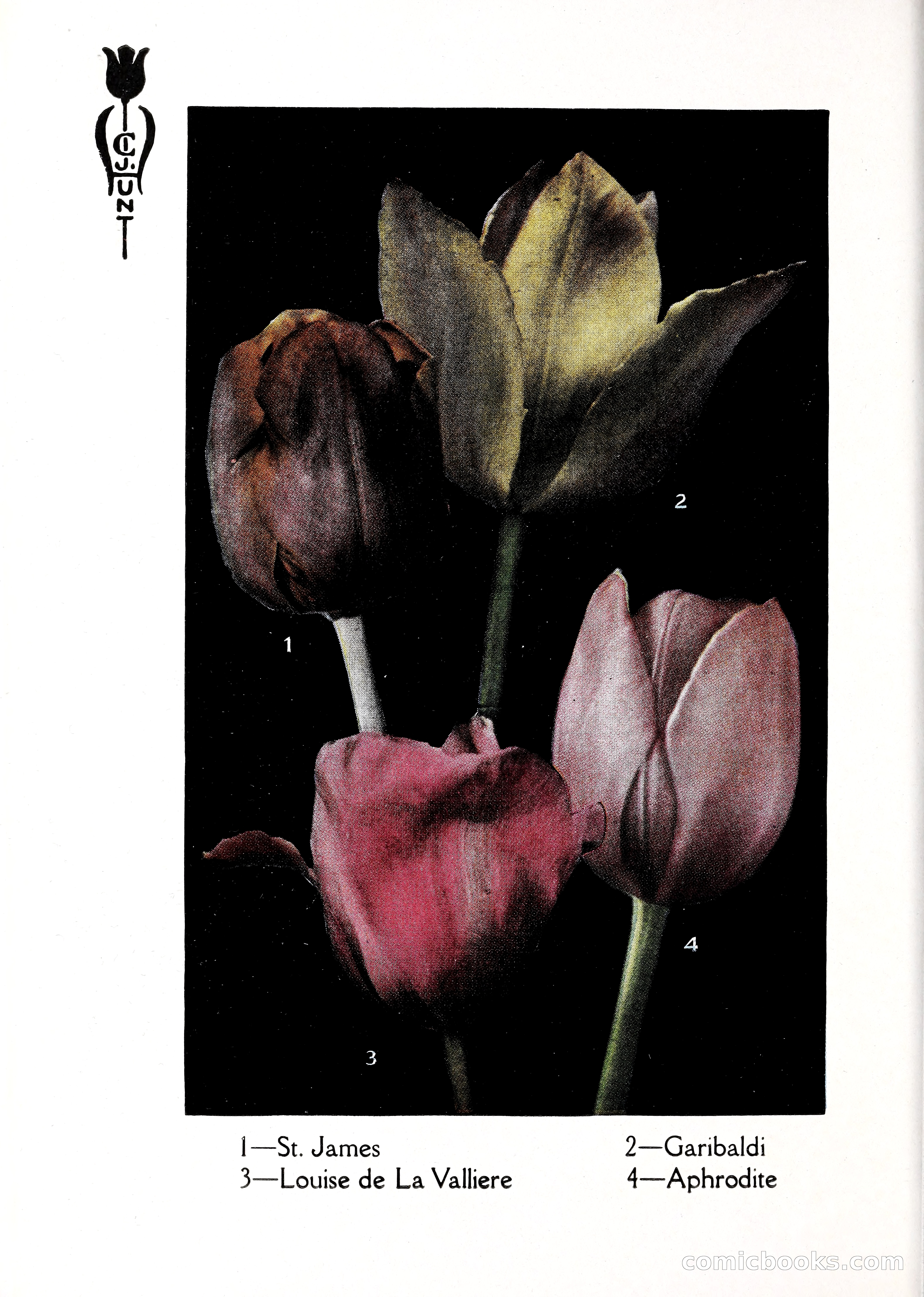 Blue Book of Bulbs, 1929 — page 81 of 128