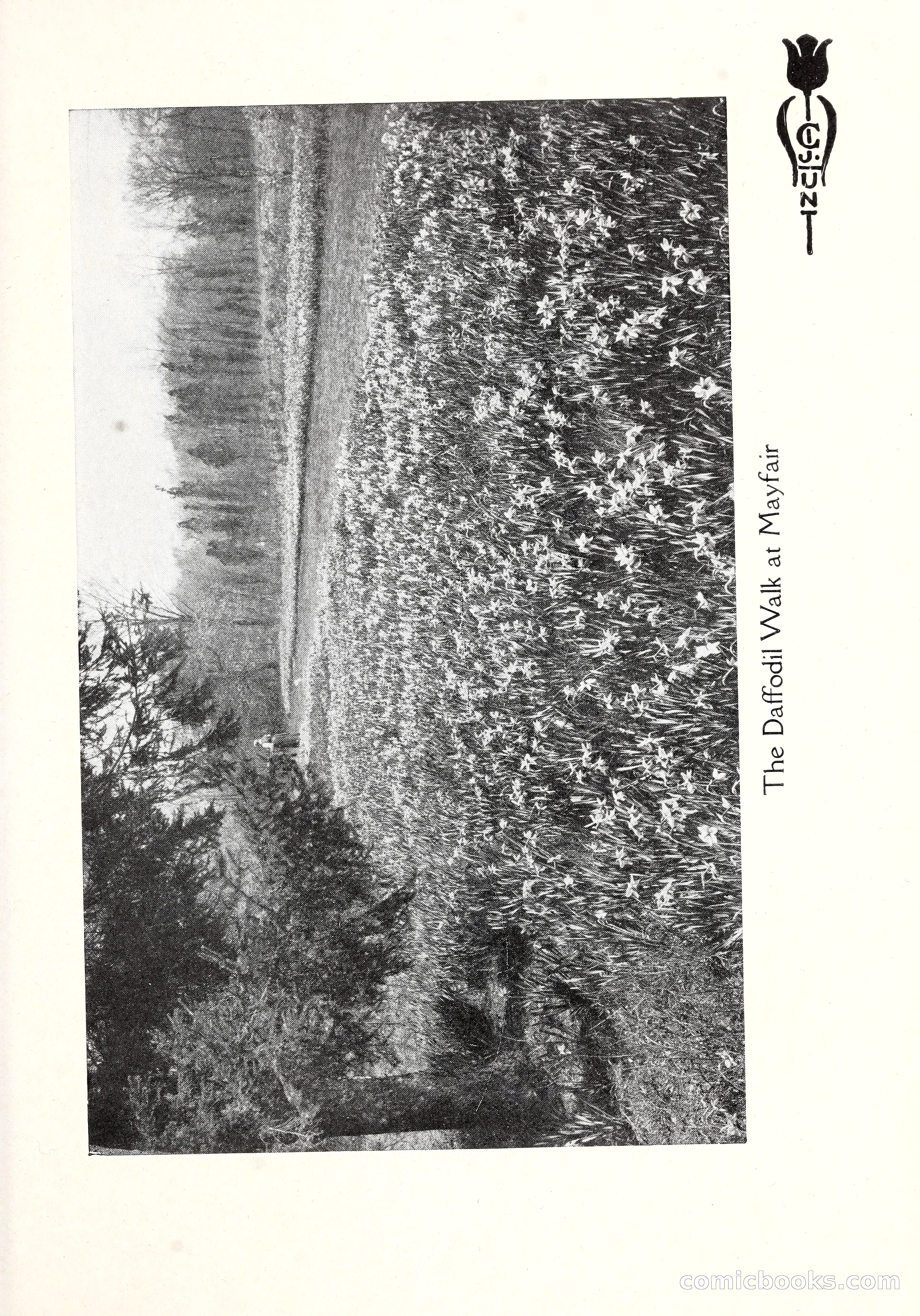 Blue Book of Bulbs, 1929 — page 92 of 128