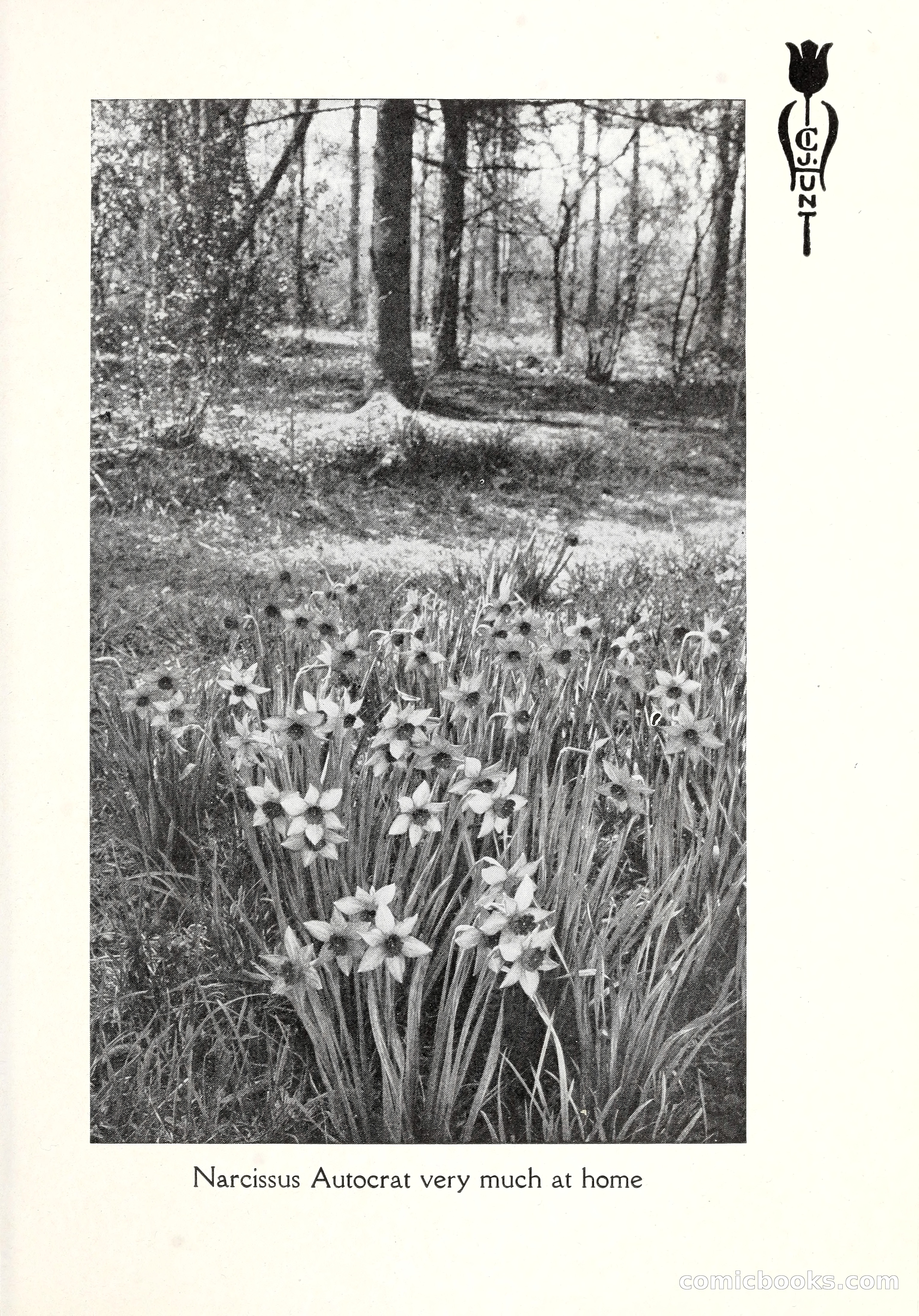 Blue Book of Bulbs, 1929 — page 96 of 128